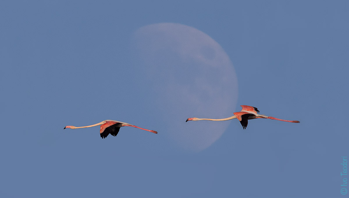 Stregati dalla luna.