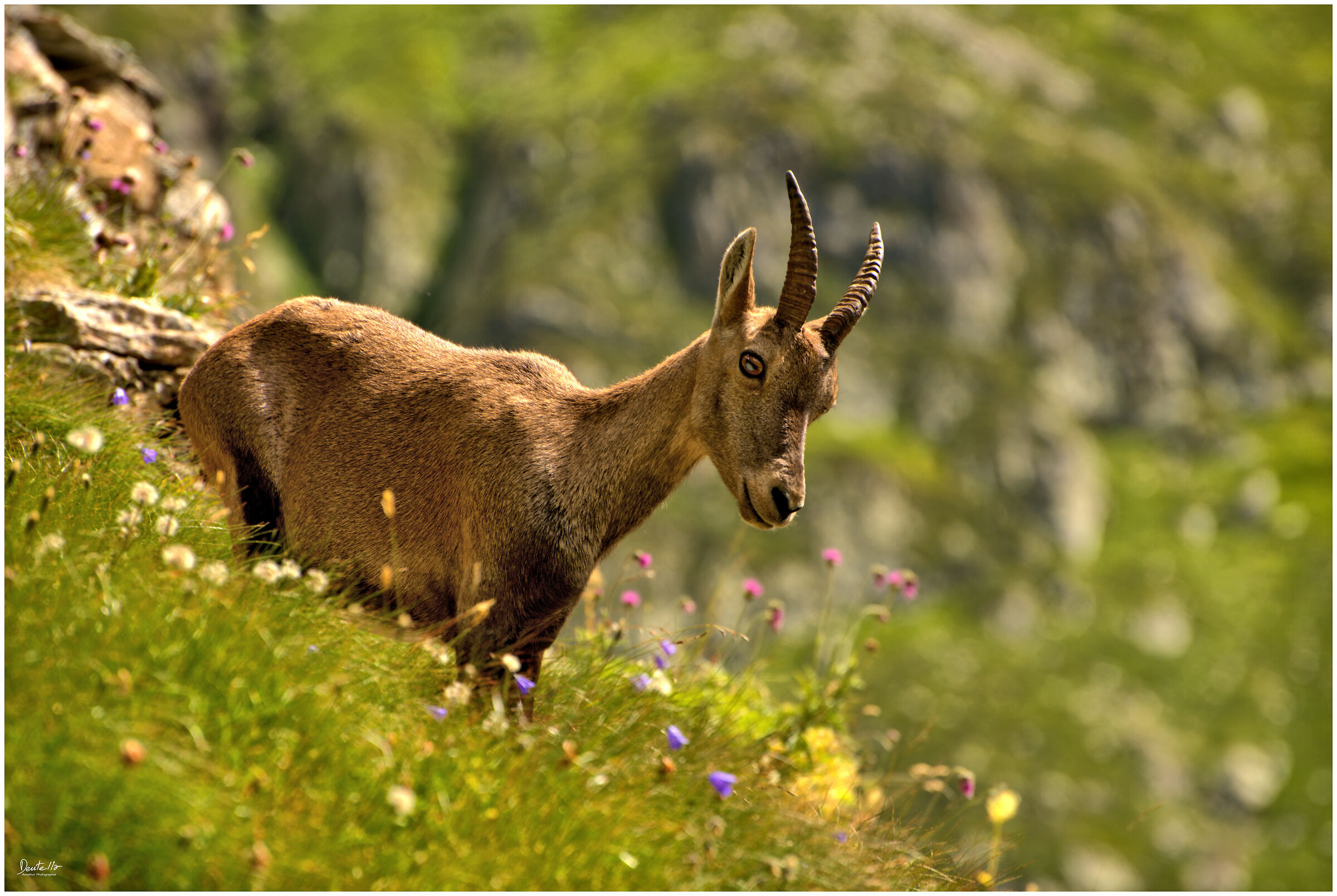 Ibex, high val Brembana