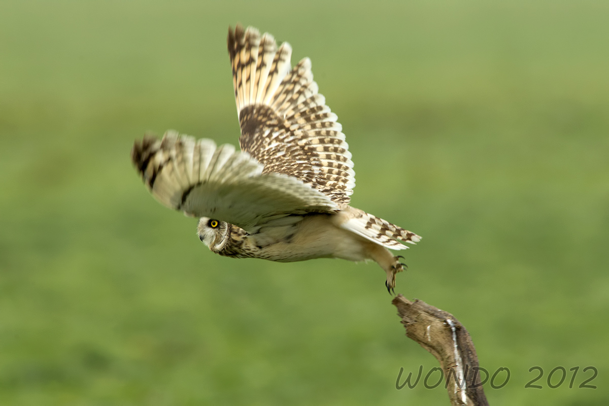 detachment of the short-eared owl