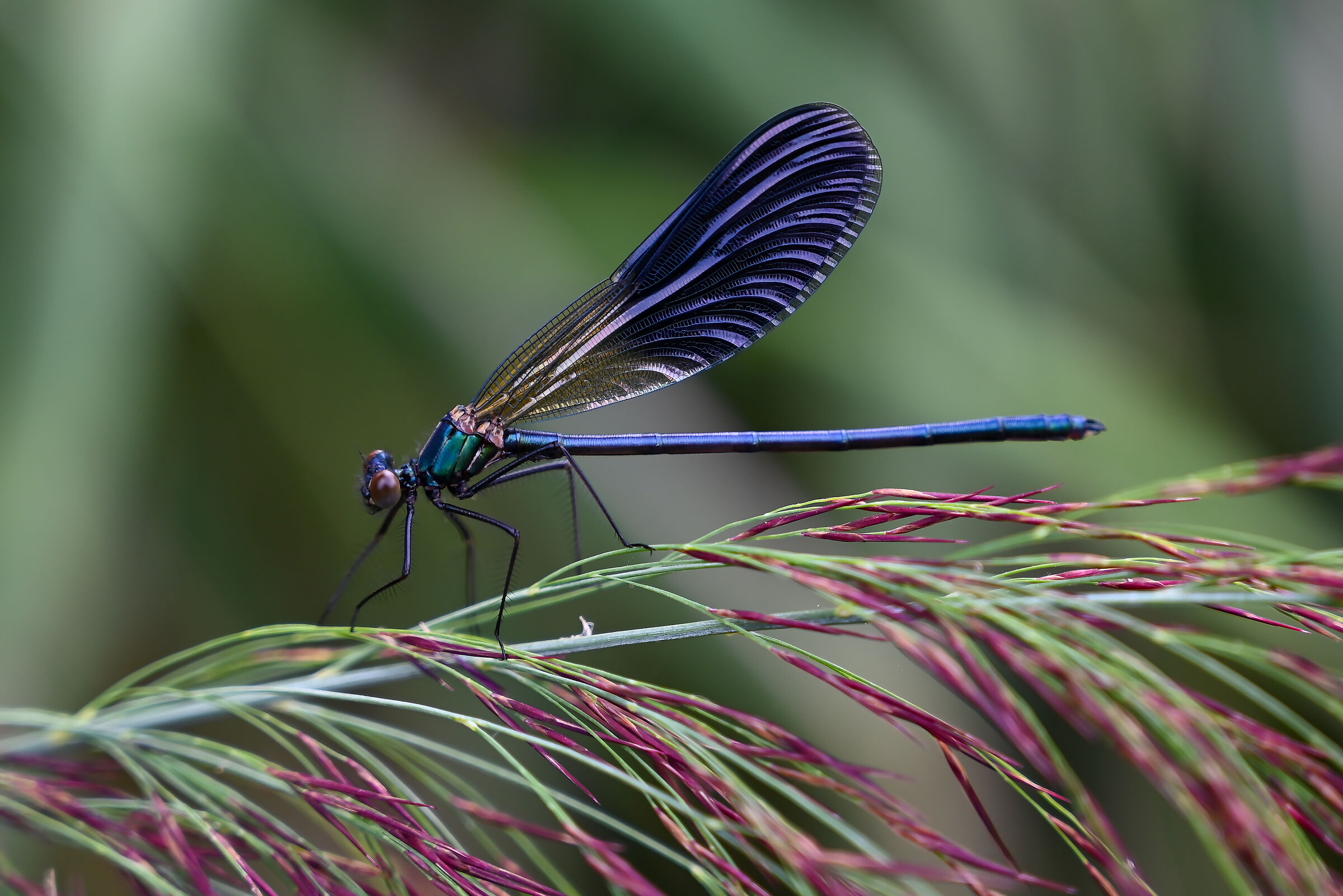 Calopteryx shines male