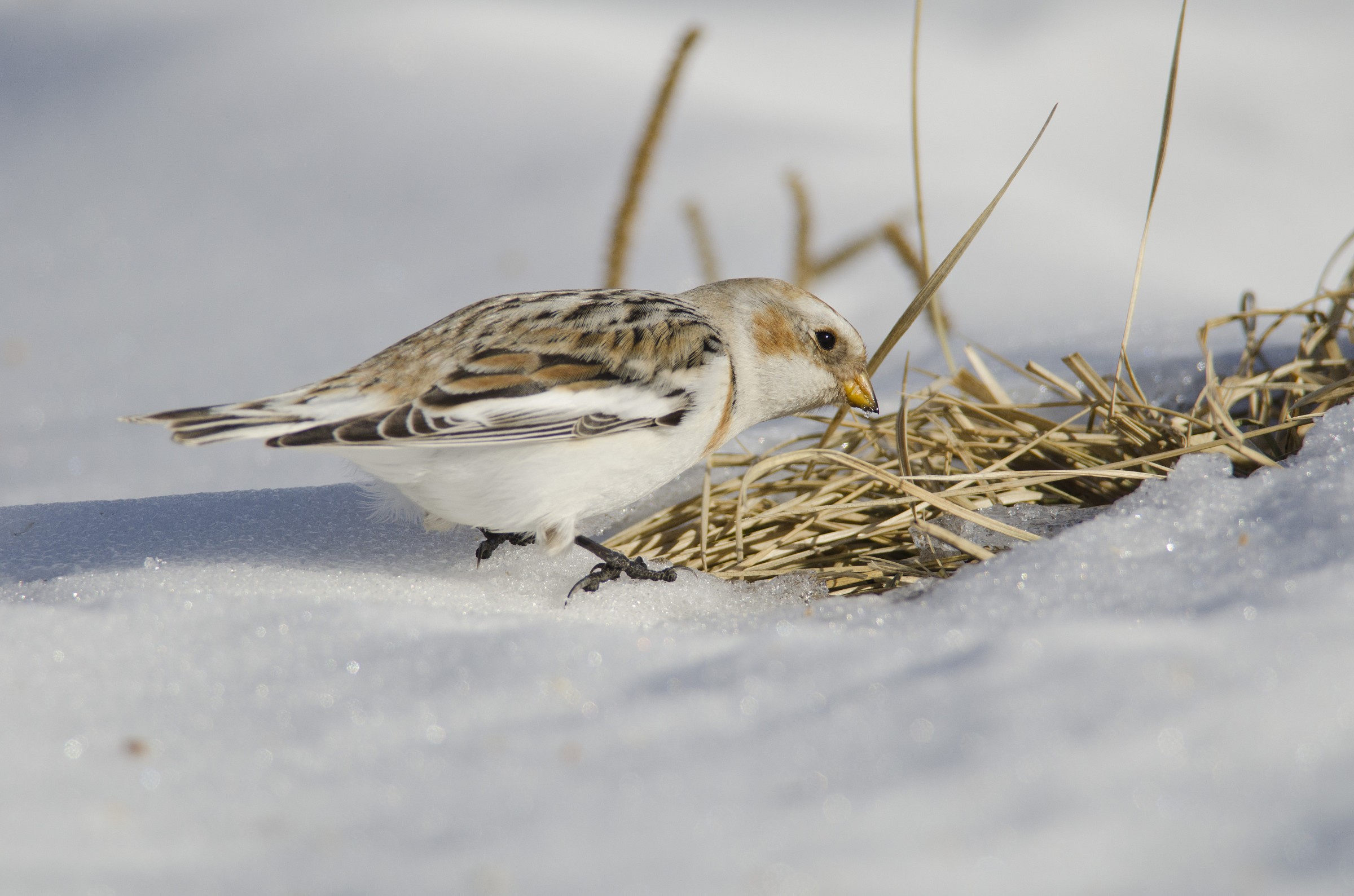 Let's see what it is ..