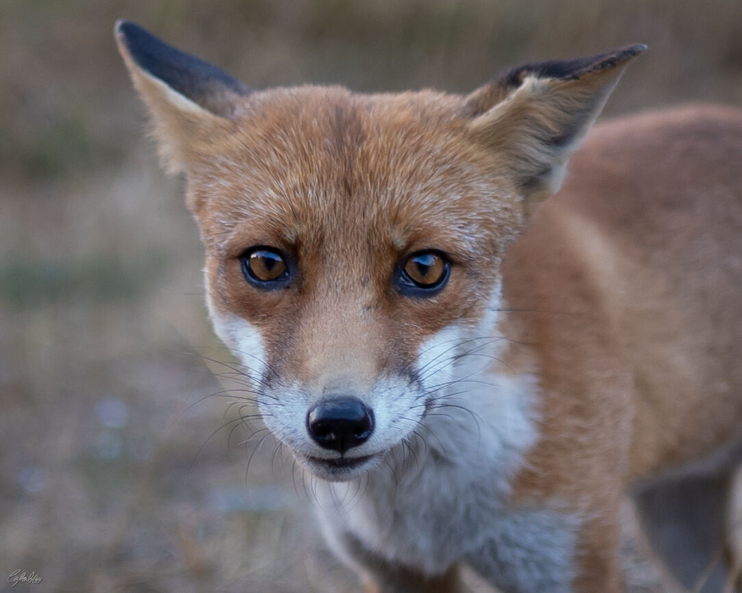 fox very pleasant meeting
