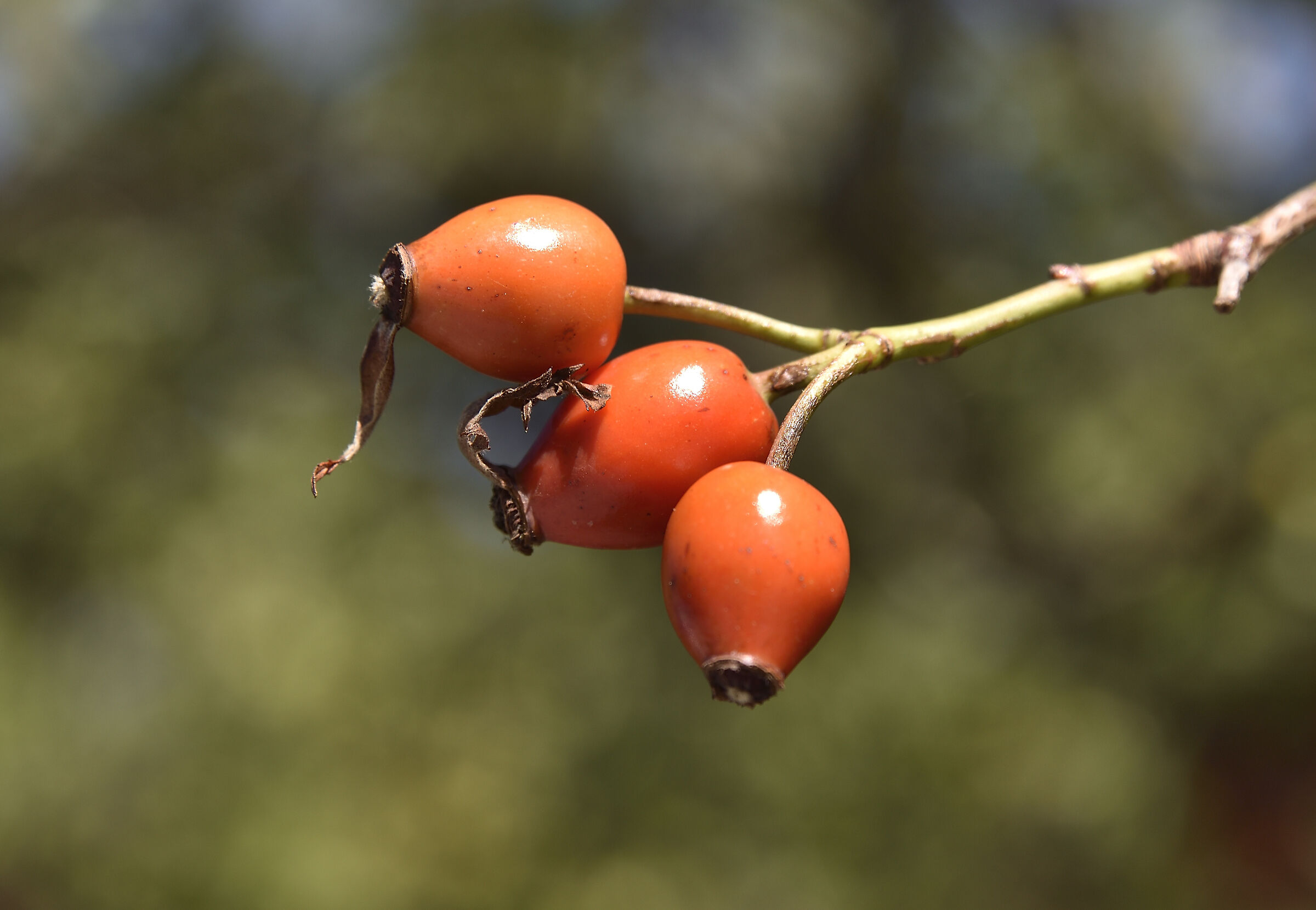 Le prime bacche di Rosa canina