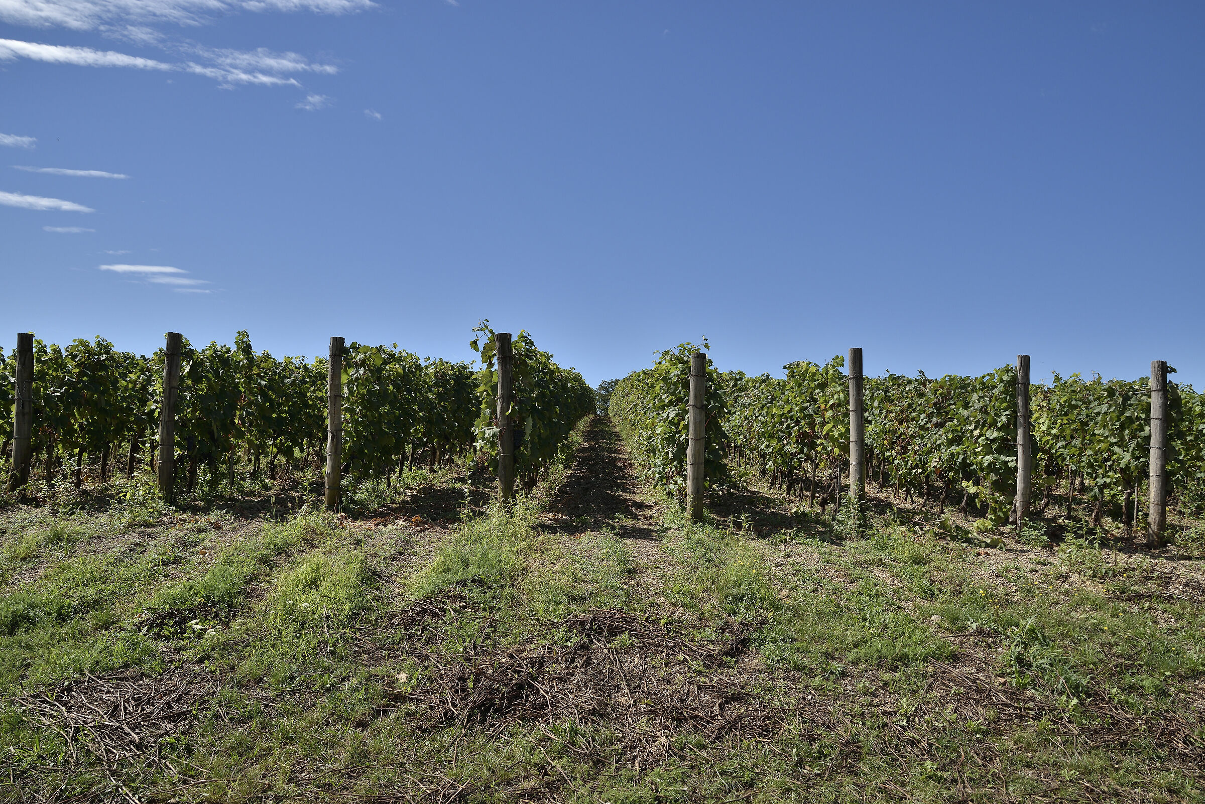 Aspettando la vendemmia