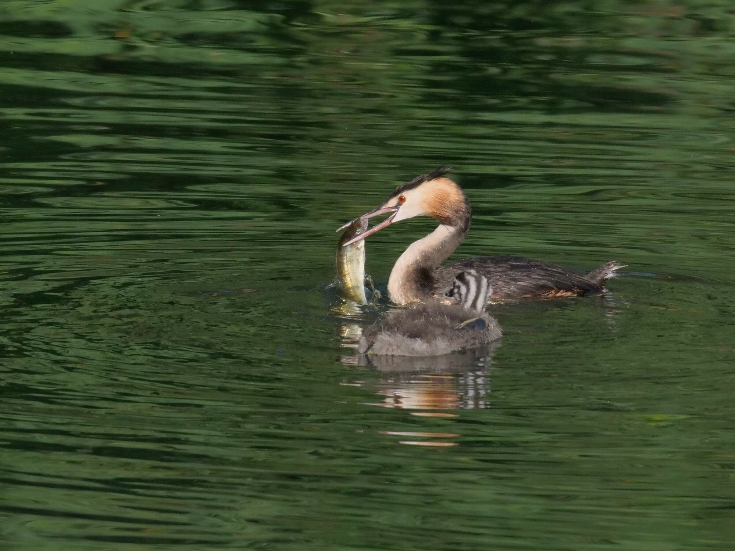 No, questo è per me!