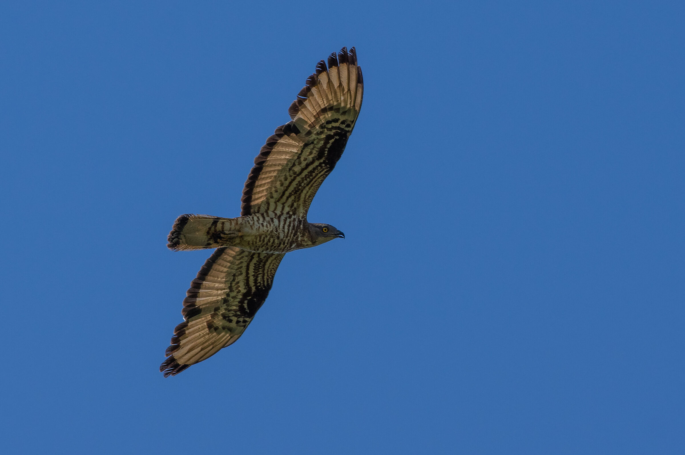 Falco pecchiaiolo (Pernis apivorus)