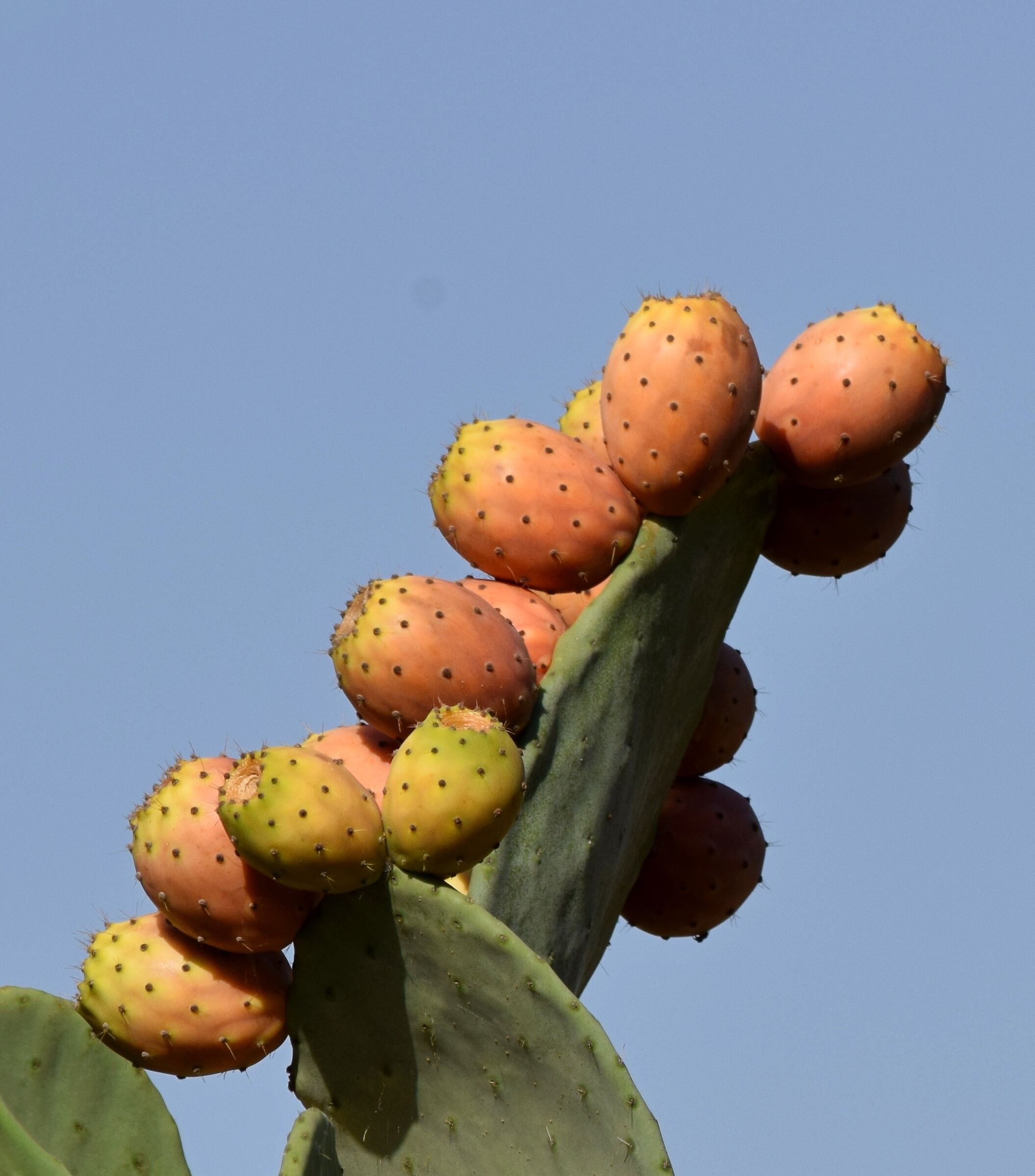 Mediterranean Puglia