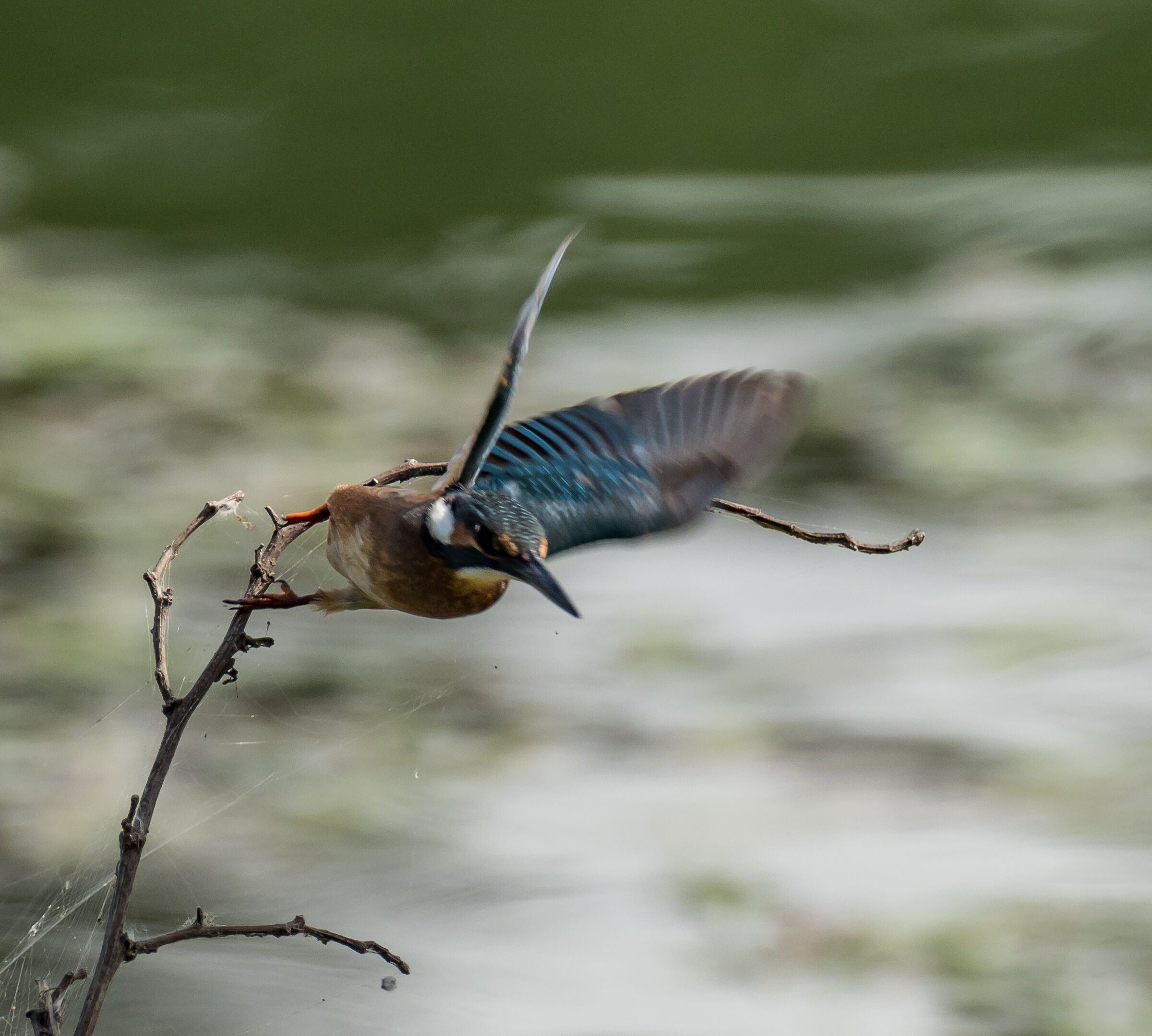 Martin pescatore ( Alcedo atthis)