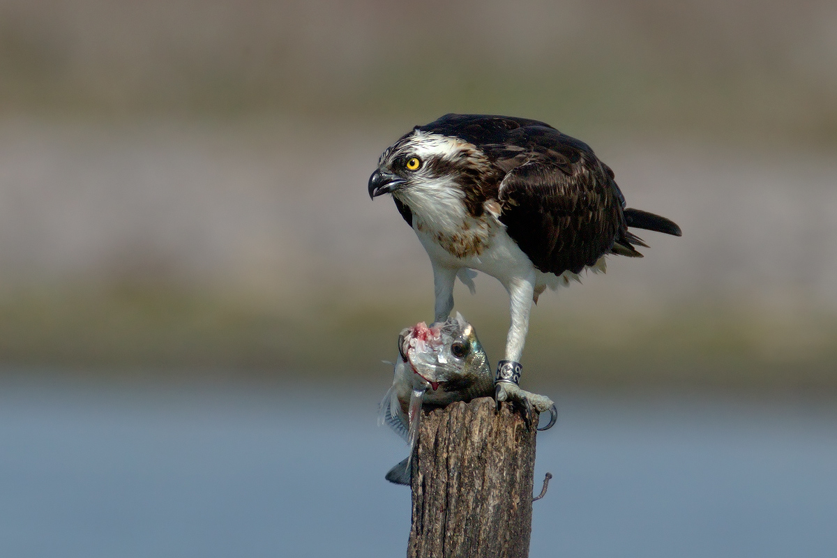 Falco pescatore con orata