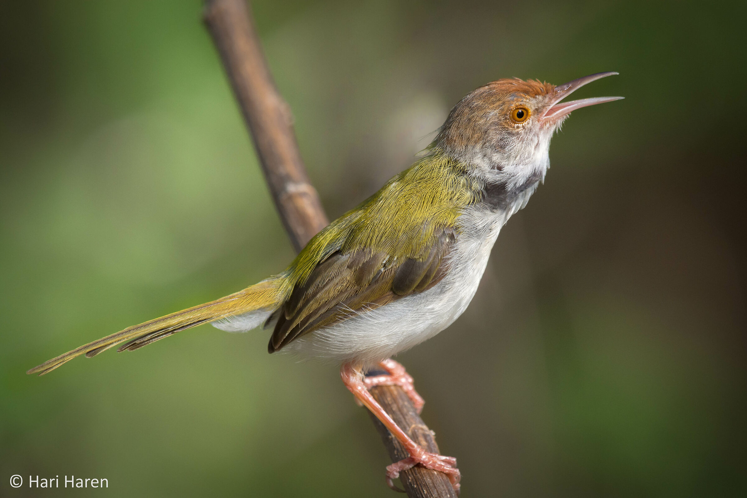 Uccello sartoriale comune