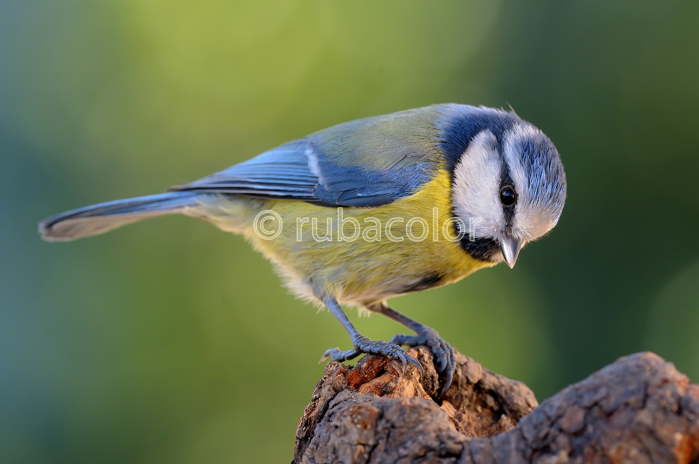 Alla ricerca del cibo