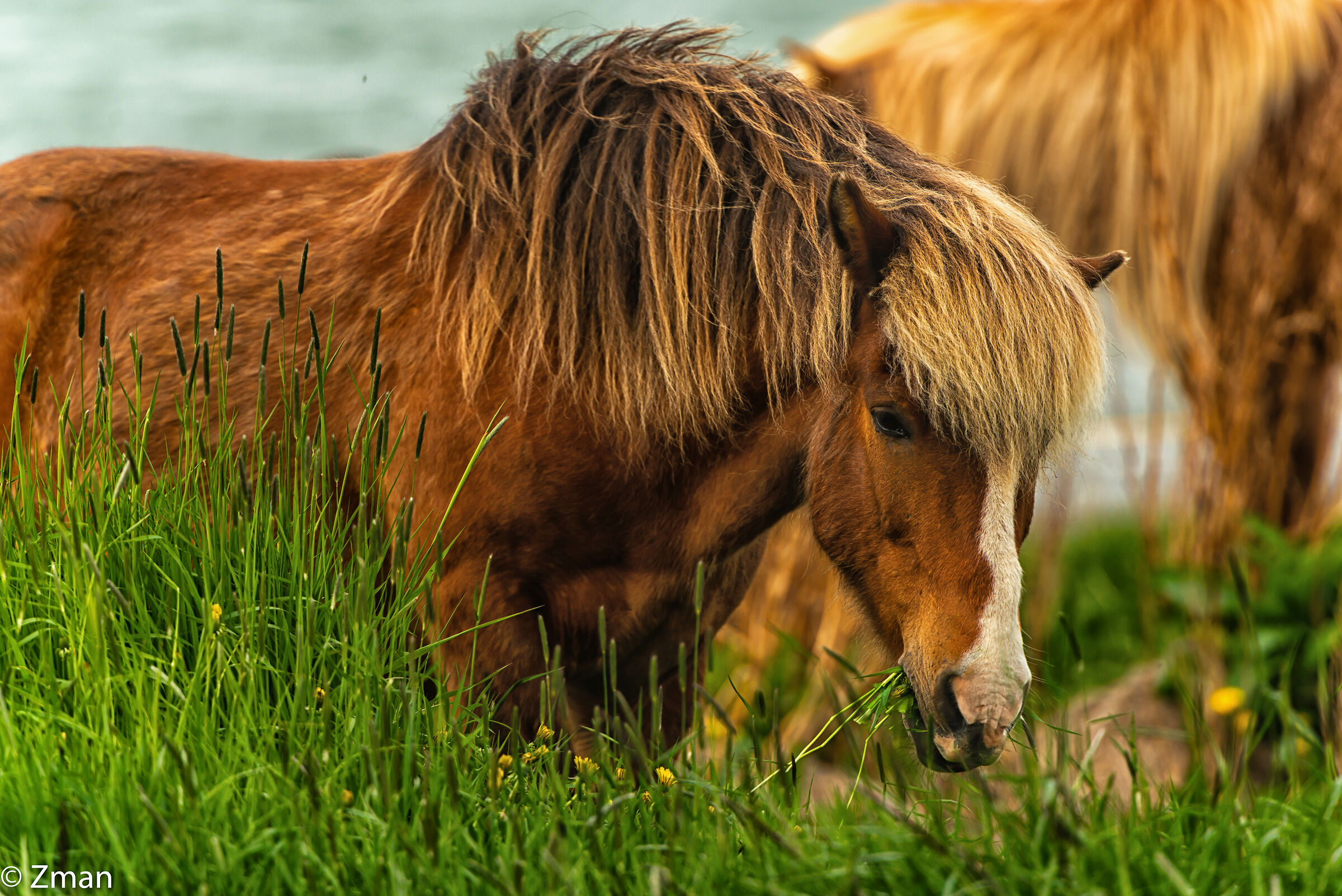 The Icelandic Horse