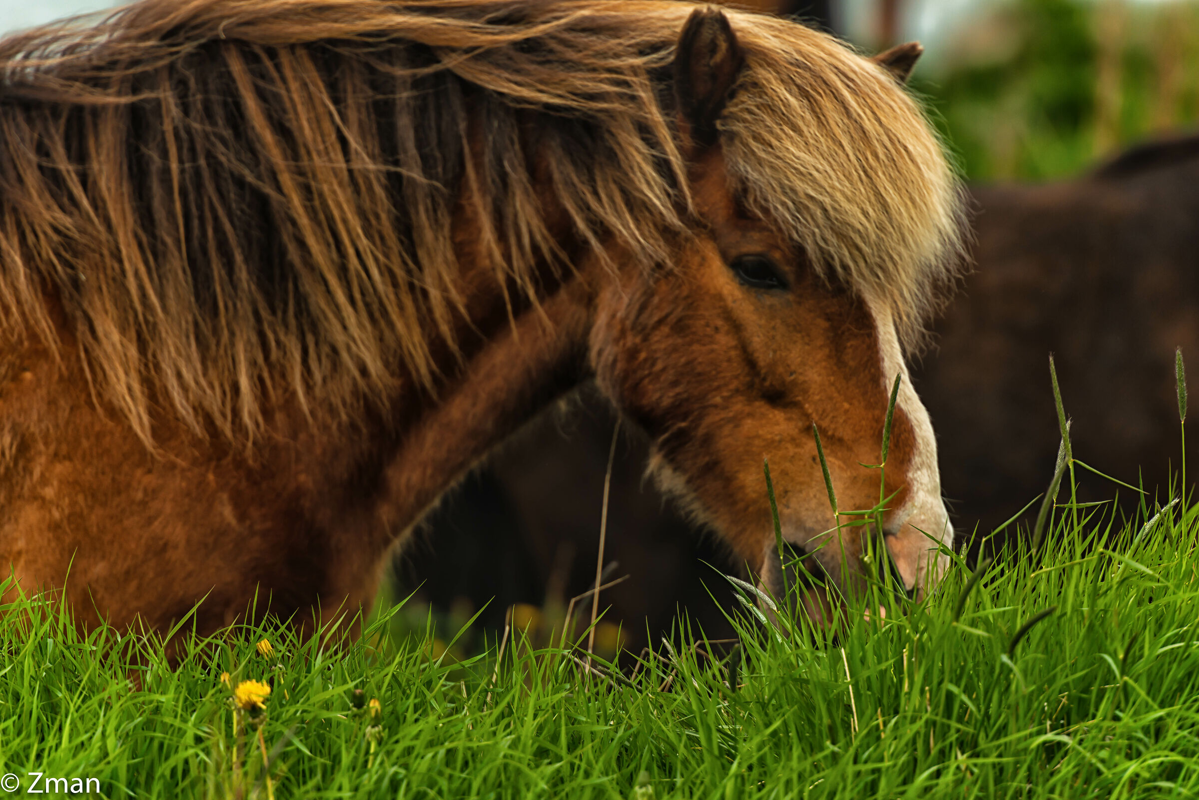 The Icelandic Horse