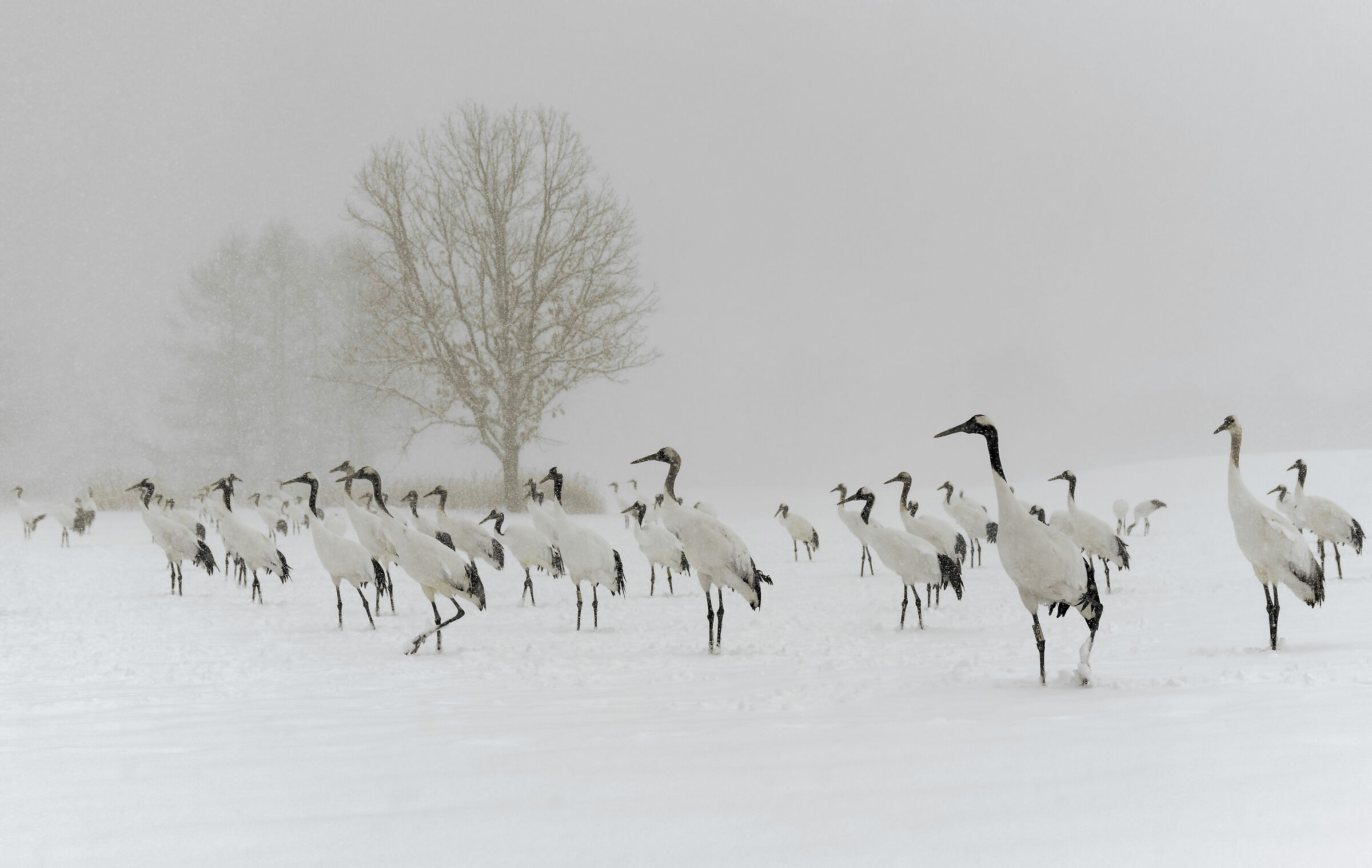 Gru della Manciuria sotto la nevicata