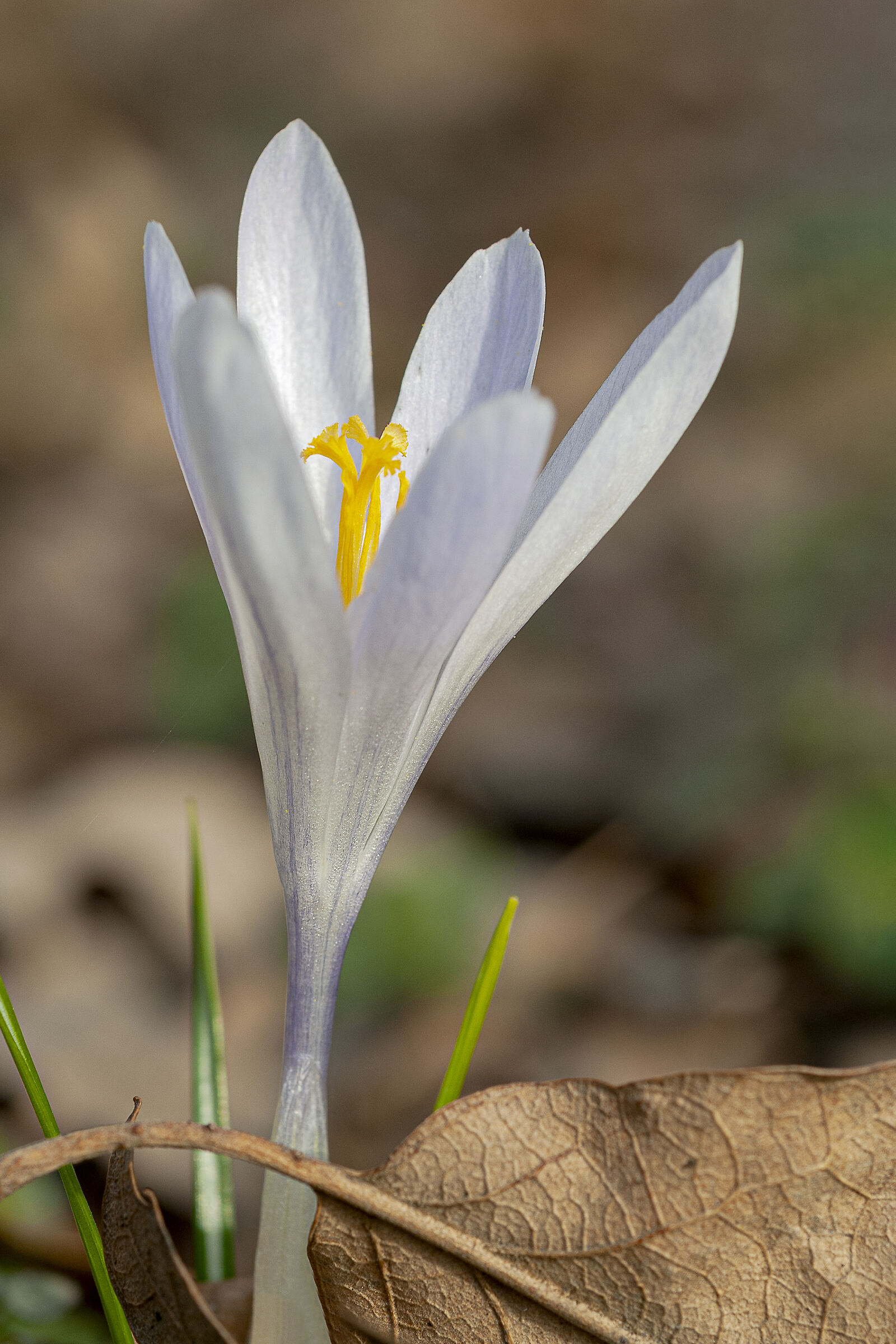 Delicato annuncio di primavera