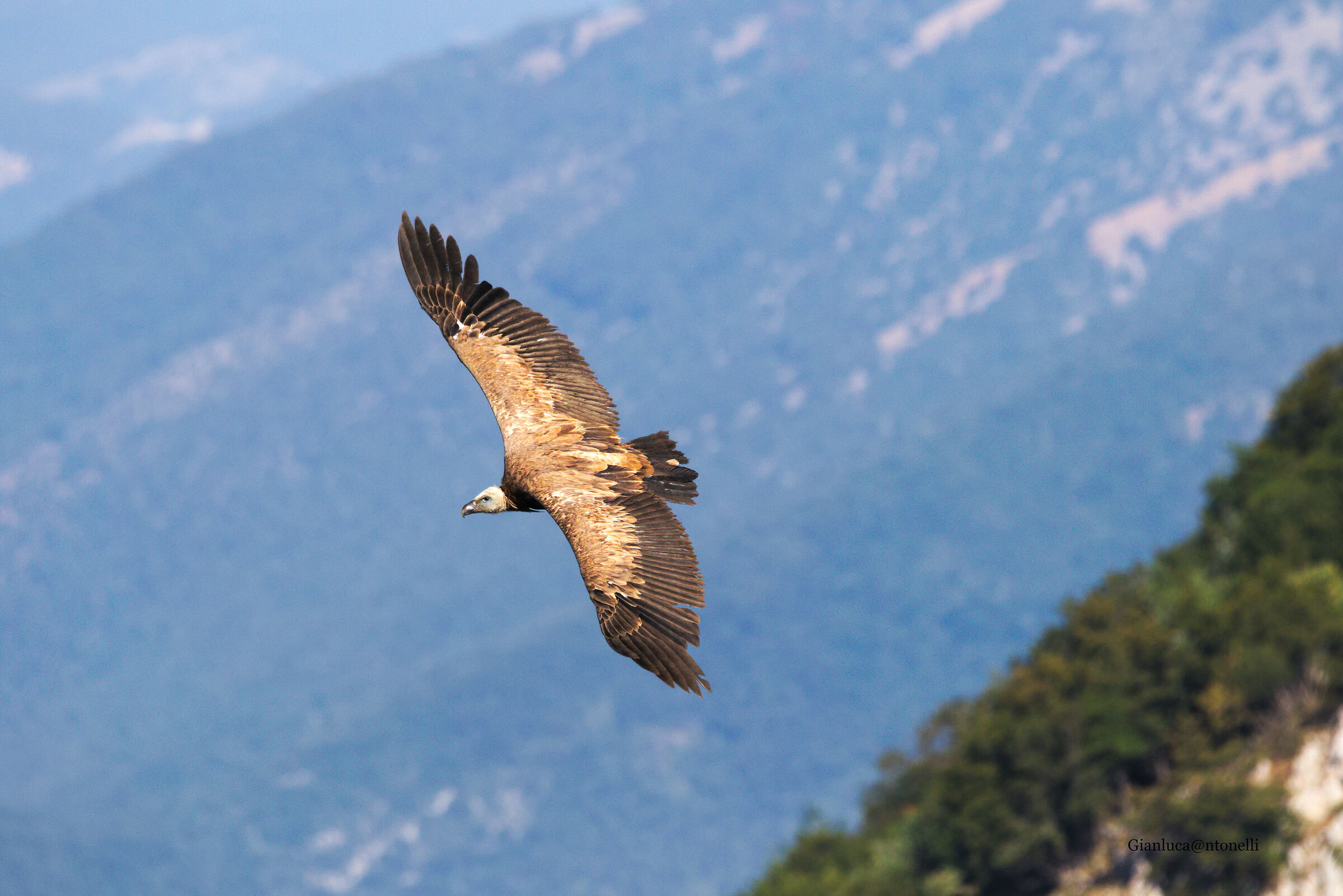 Griffin