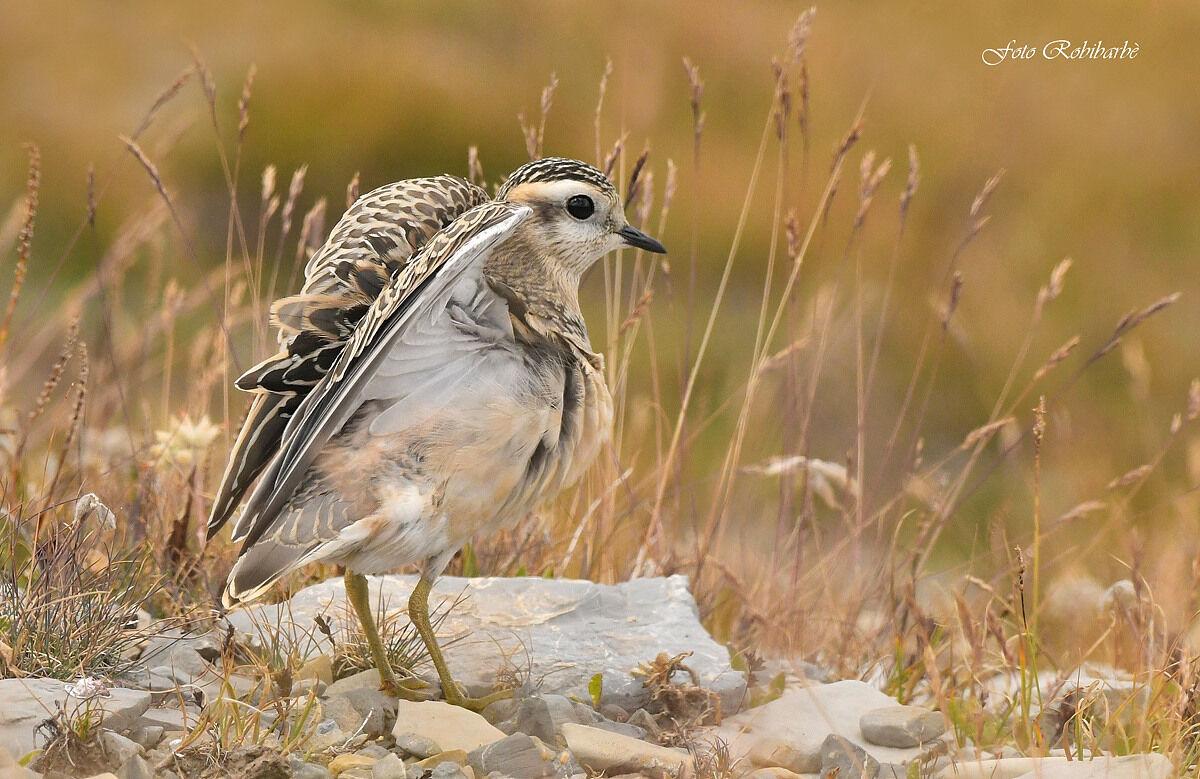 Piviere tortolino...