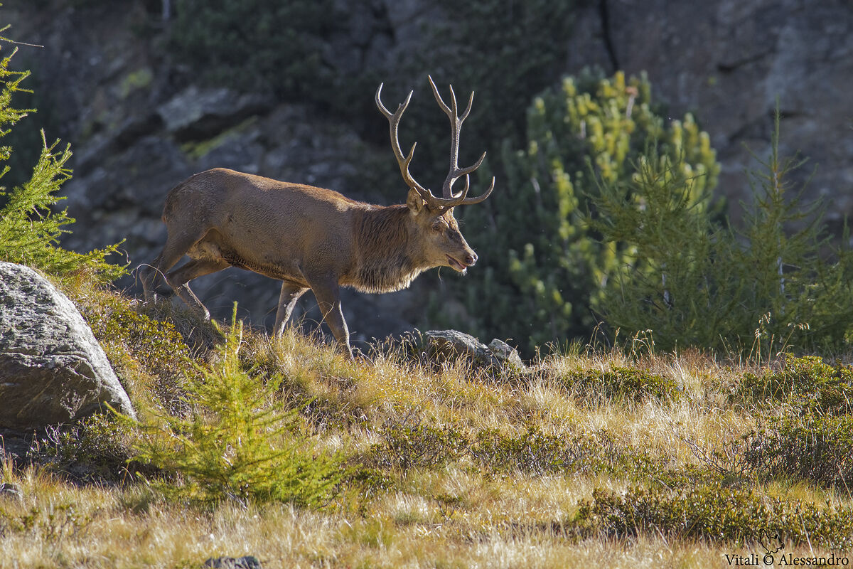 Il re della foresta....
