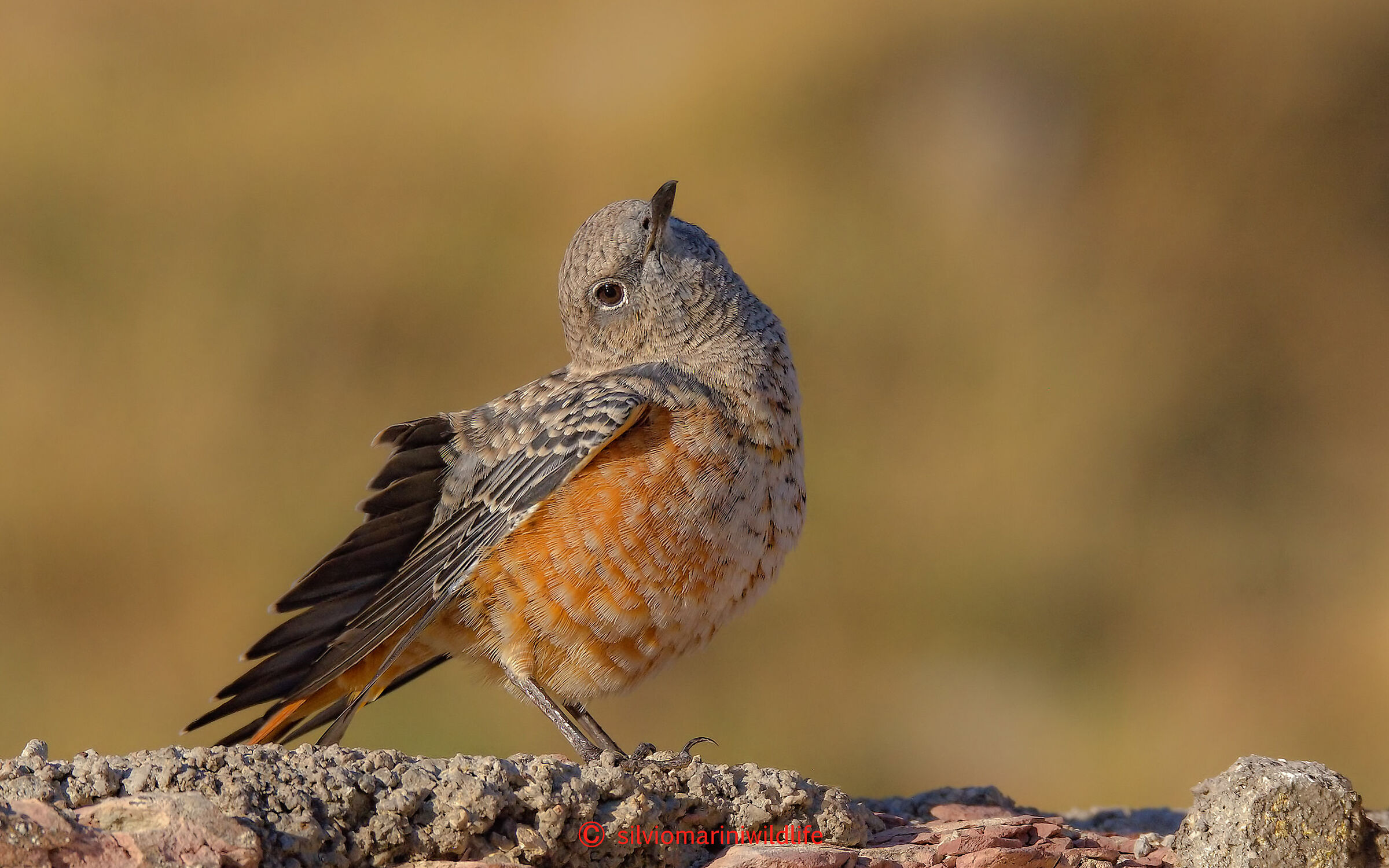 Codirossone (Monticola saxatilis)