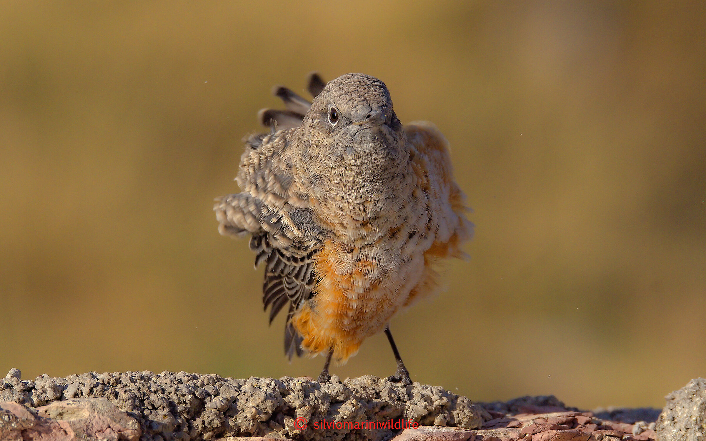 Codirossone (Monticola saxatilis)