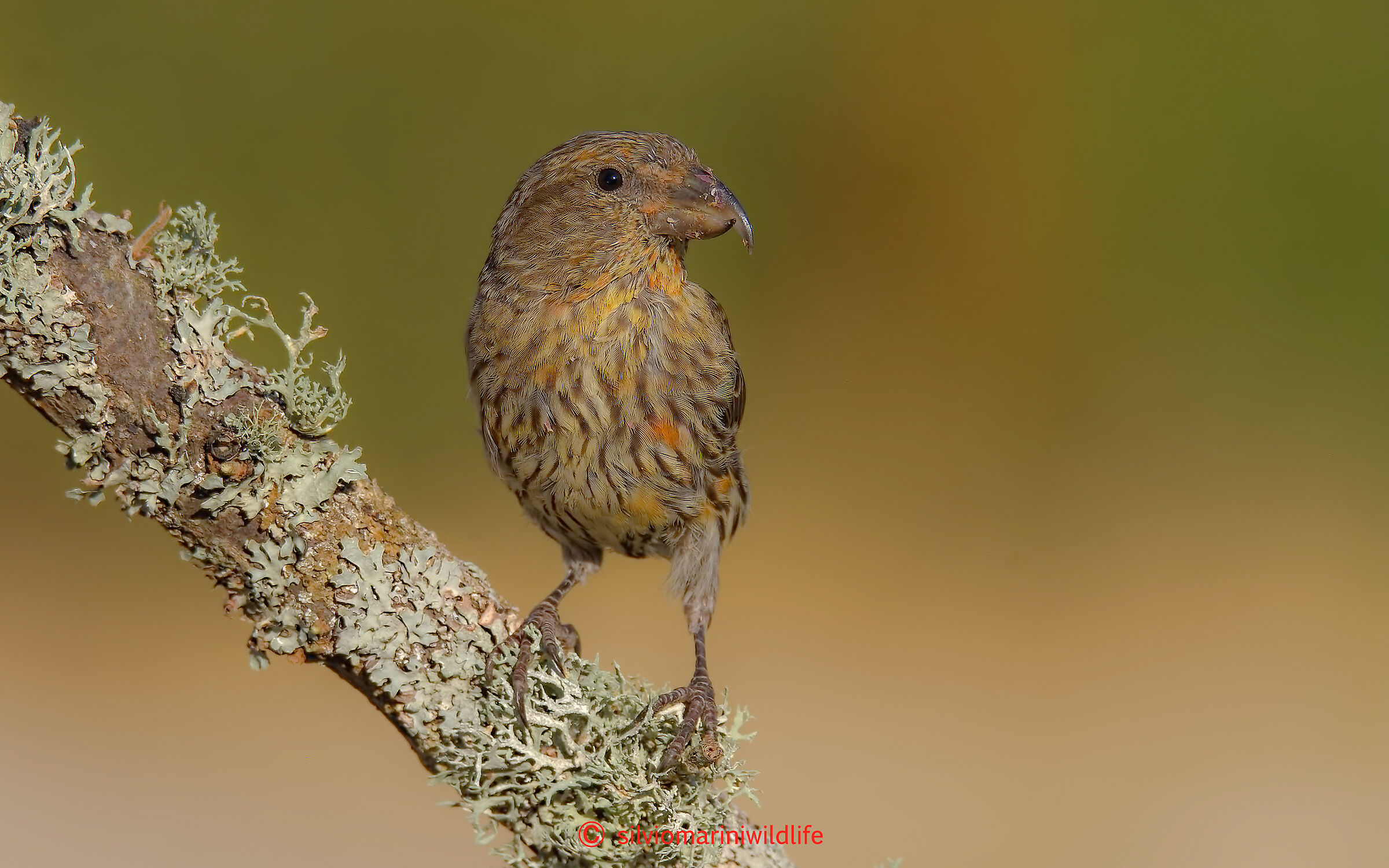 Crociere (Loxia curvirostra)