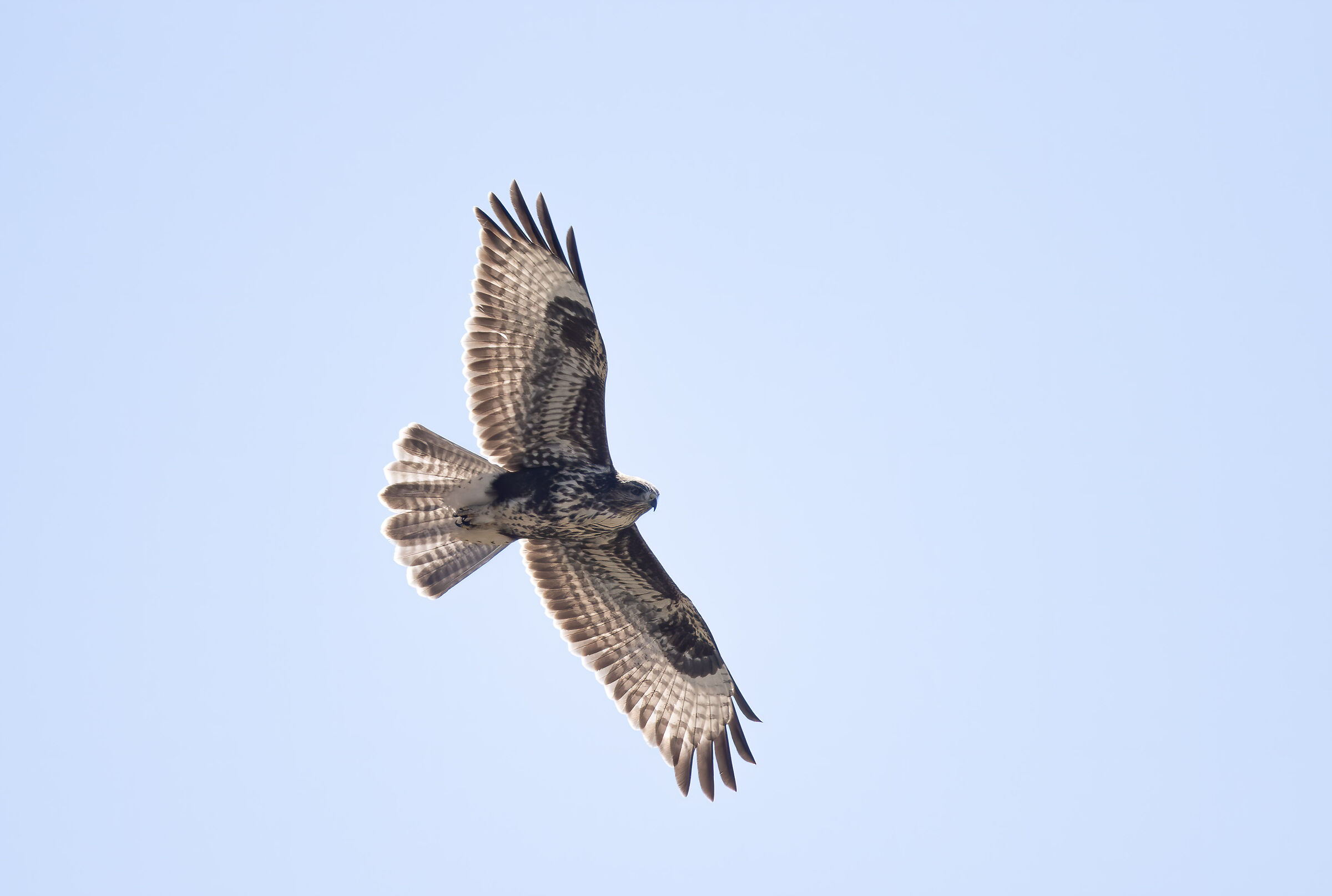 Poiana (Buteo buteo)