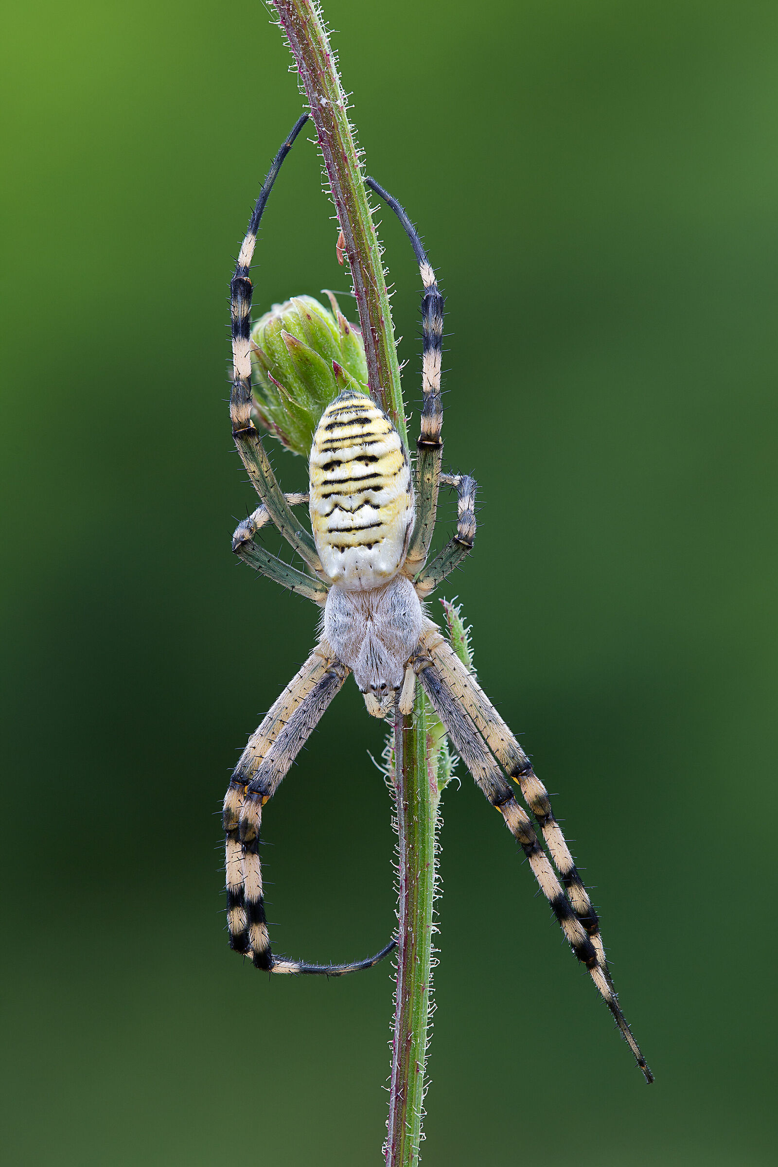 Argiope bruennichi