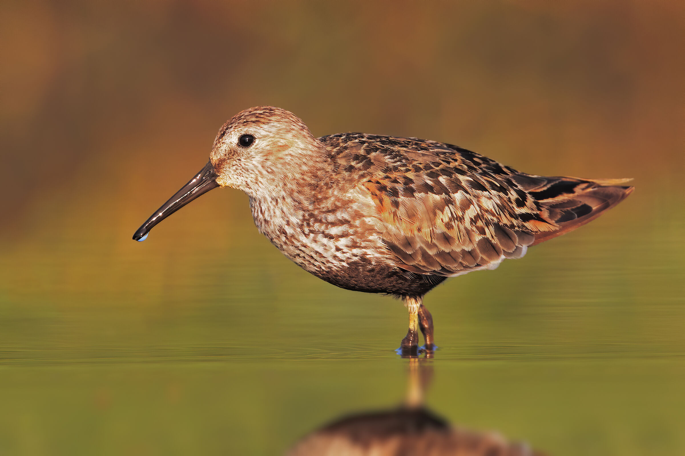 black-bellied raincover