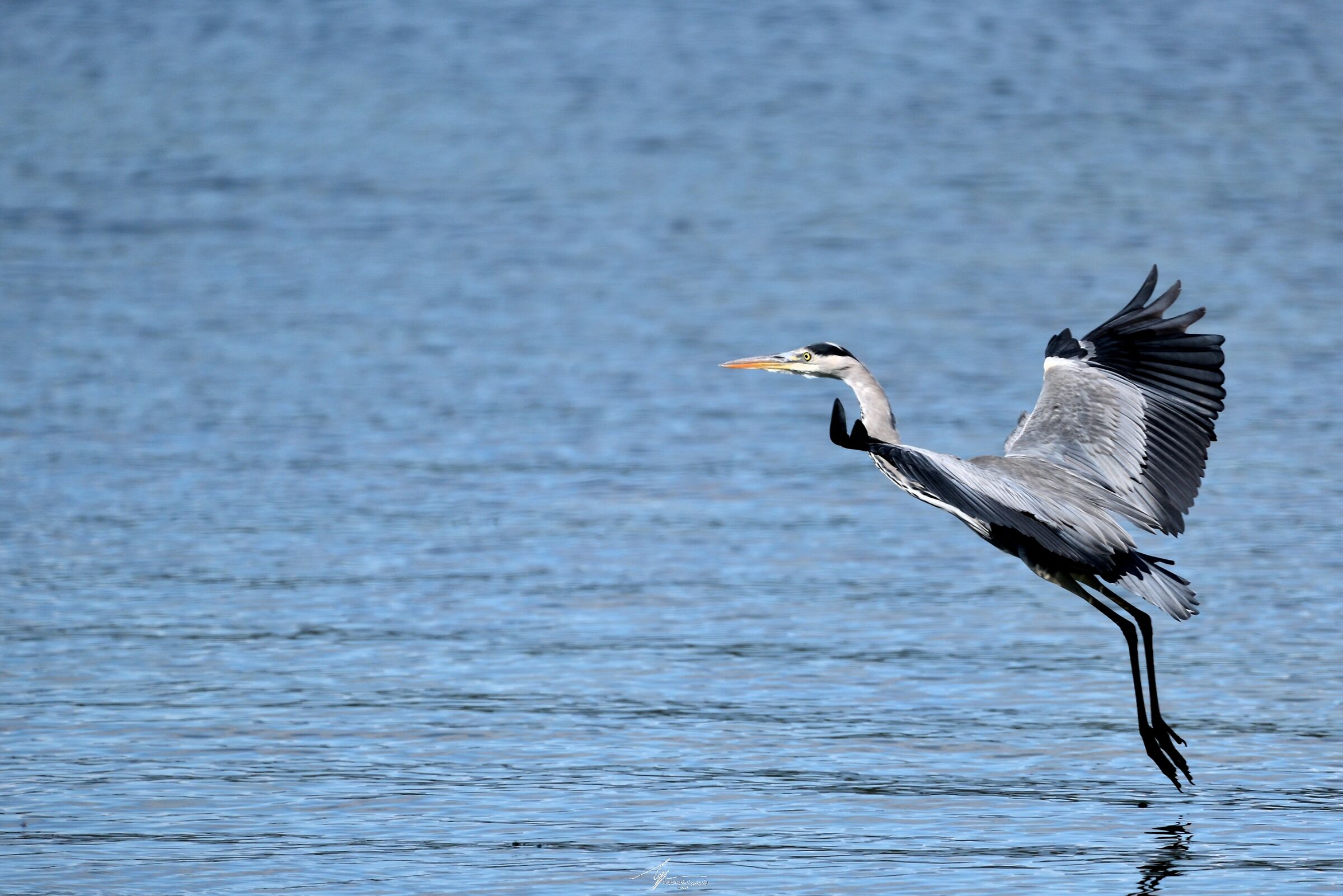 Airone Cenerino (Ardea Cinerea)