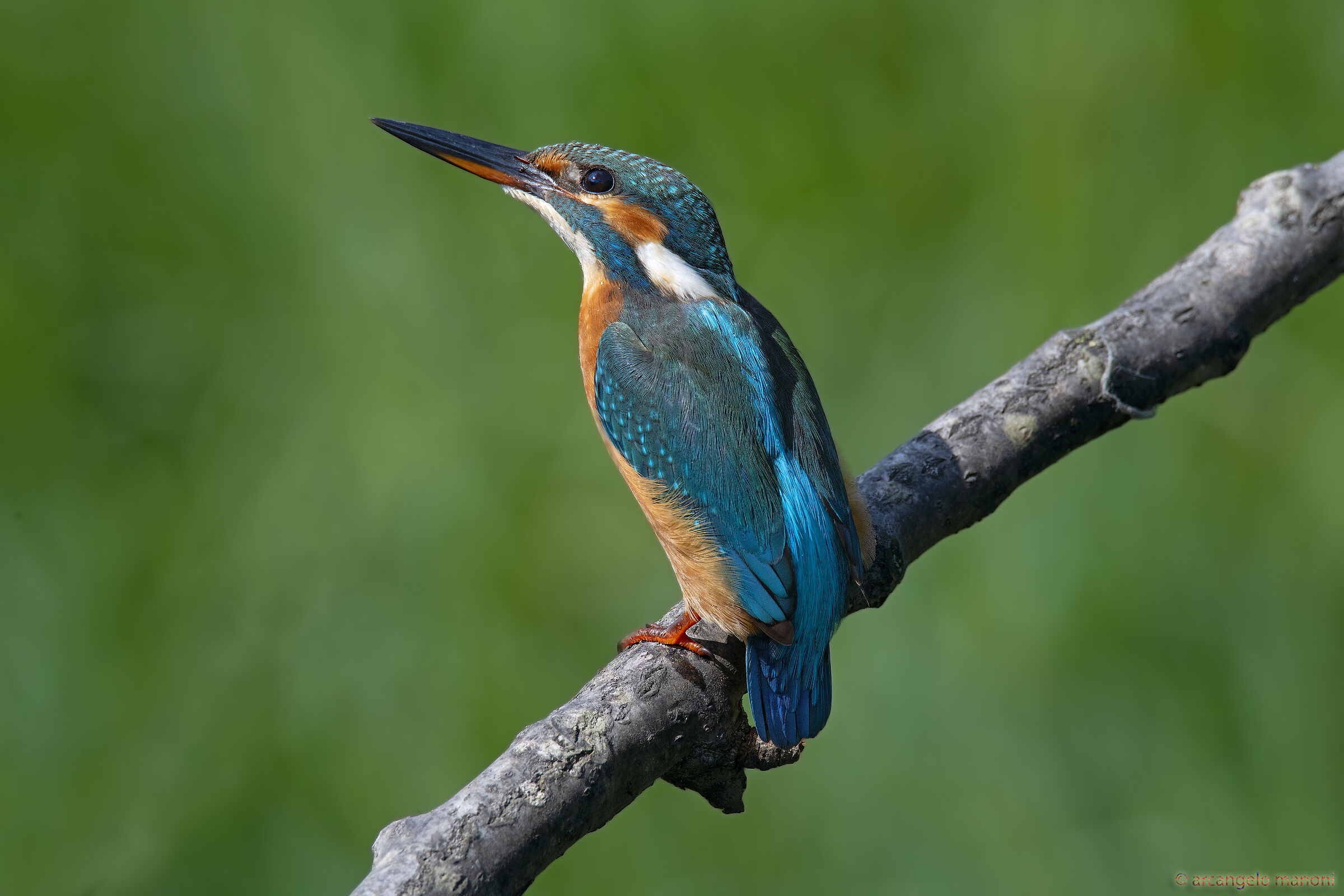 My favorite model posing for me yesterday