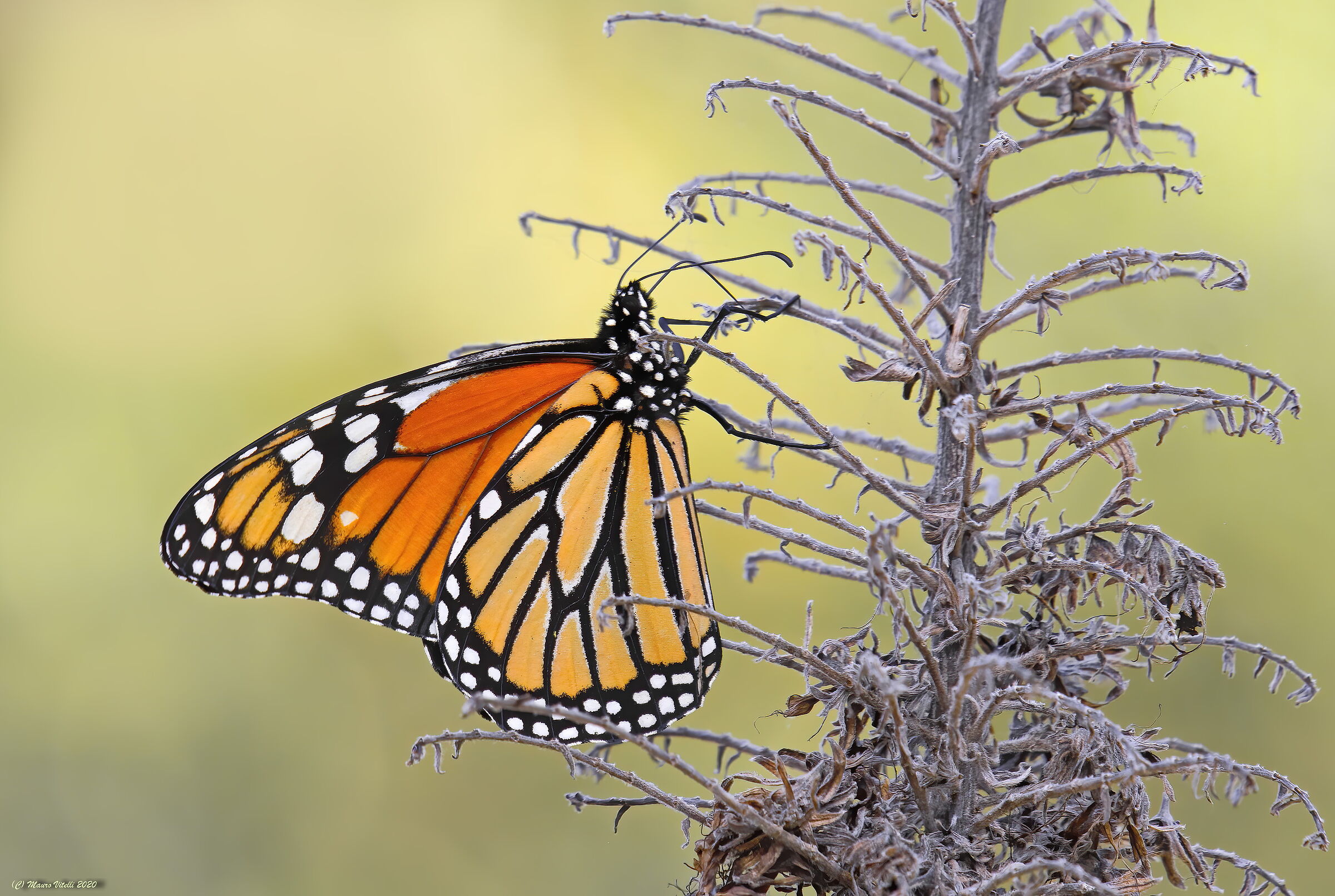 Monk Butterfly (Danaus plexippus)