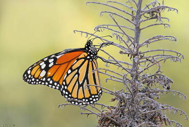 Danaus plexippus