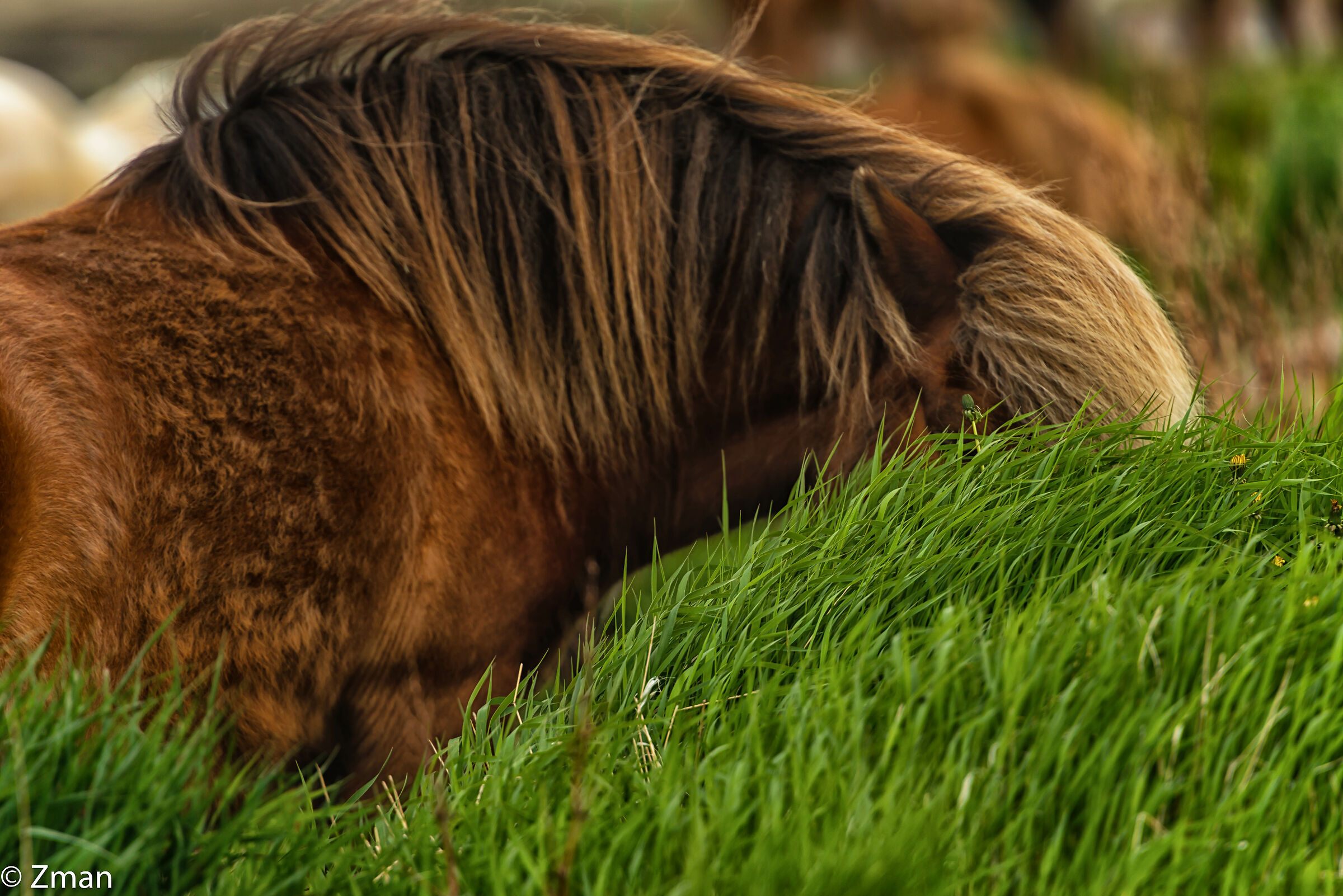 The Icelandic Horse