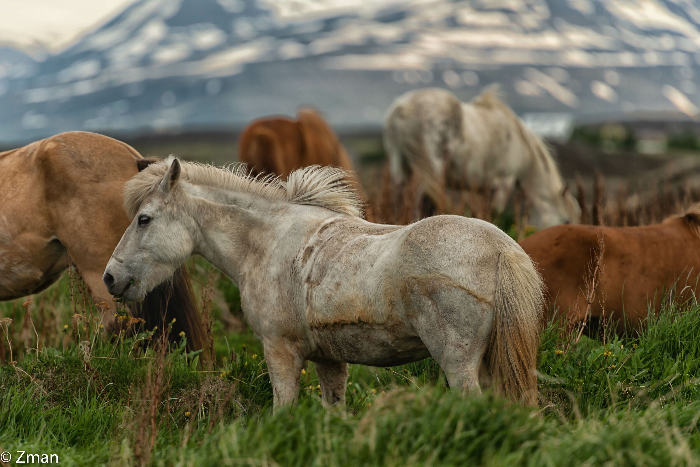 The Icelandic Horse