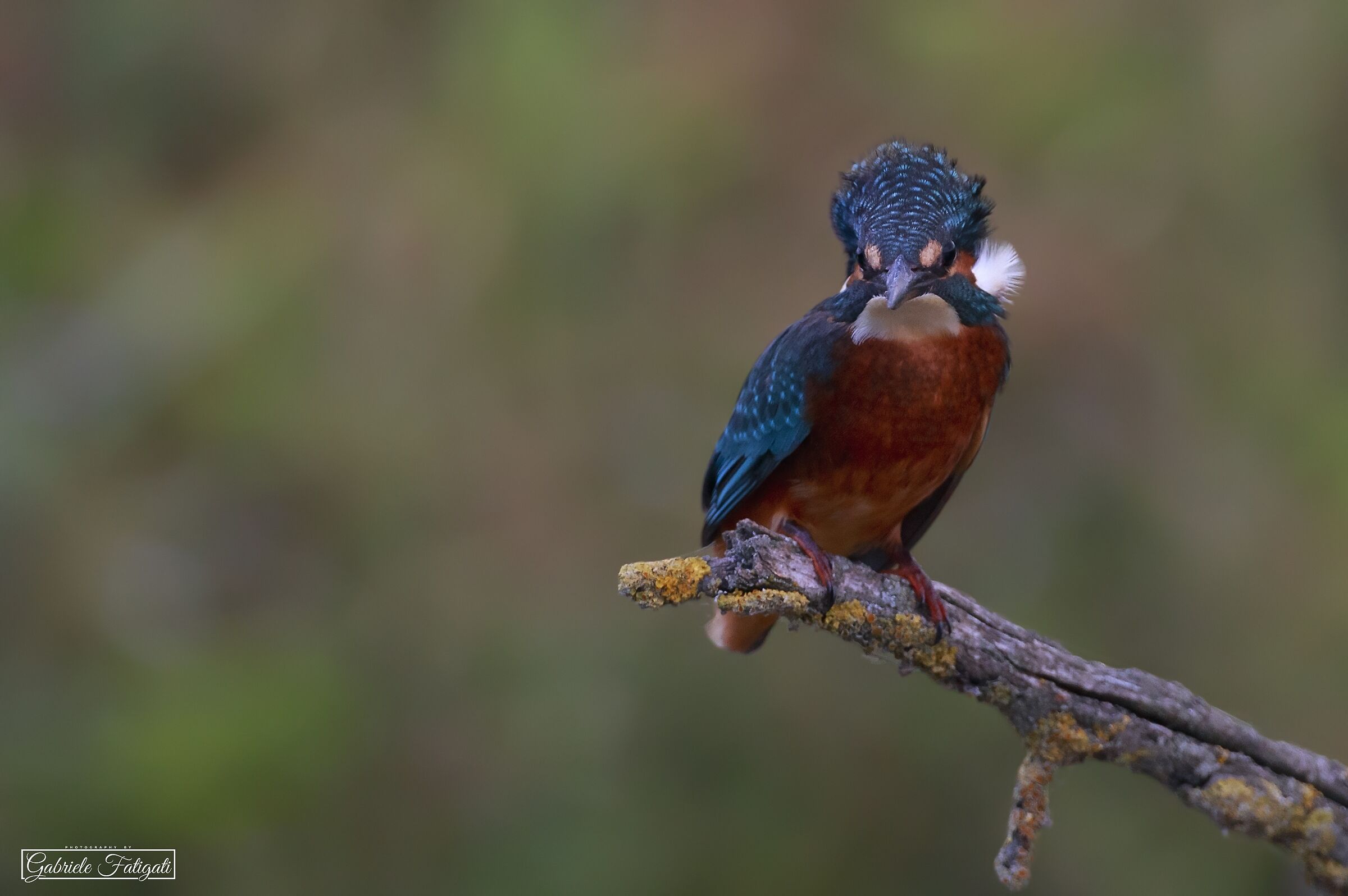 Martin lion fisherman