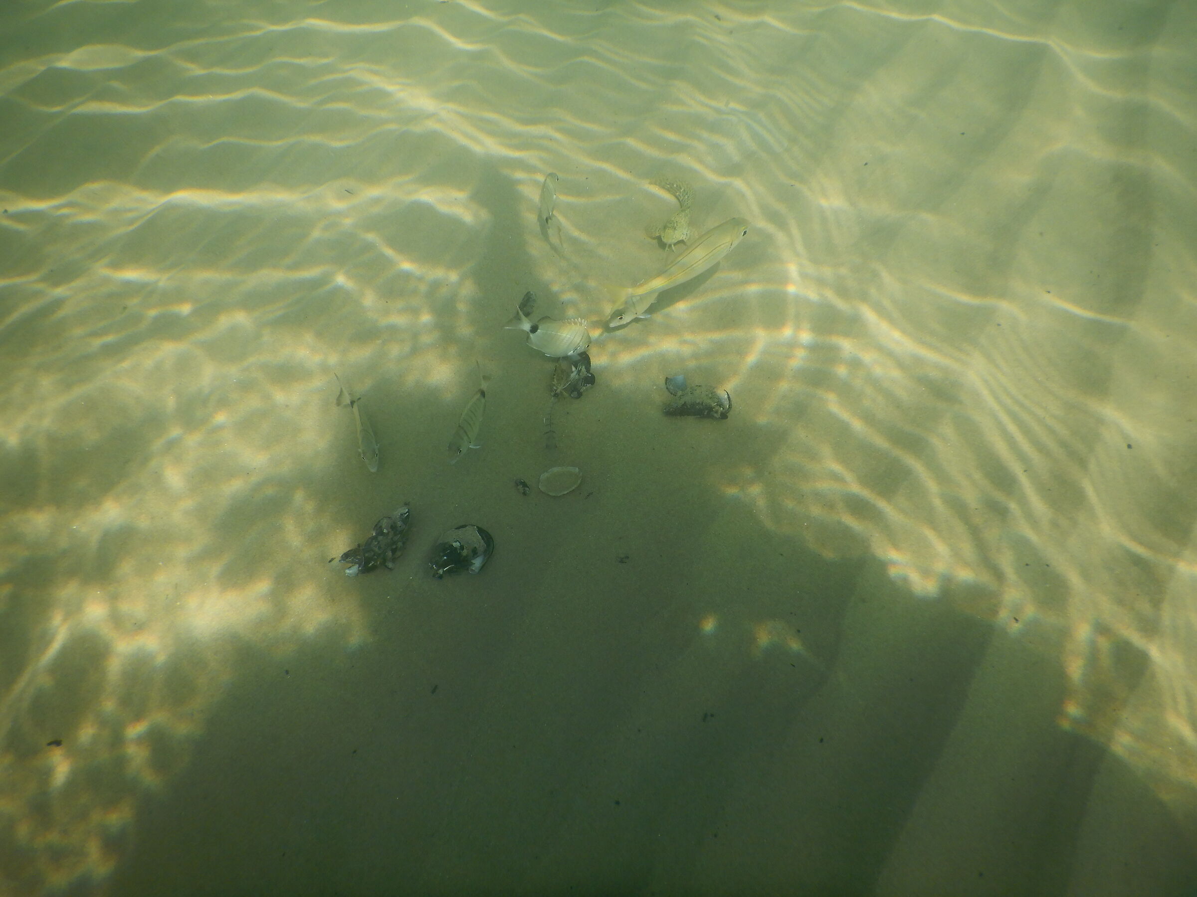 Ciao pesciolini Nemo