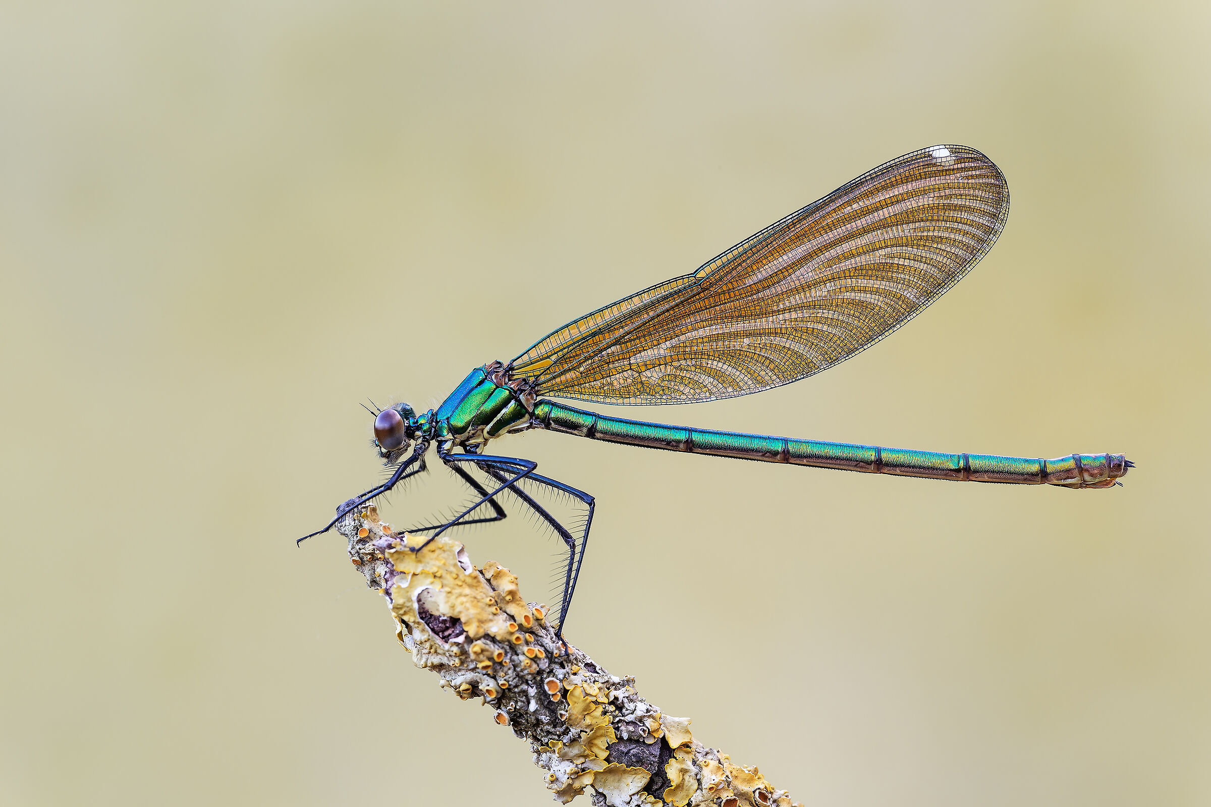 Calopteryx virgo
