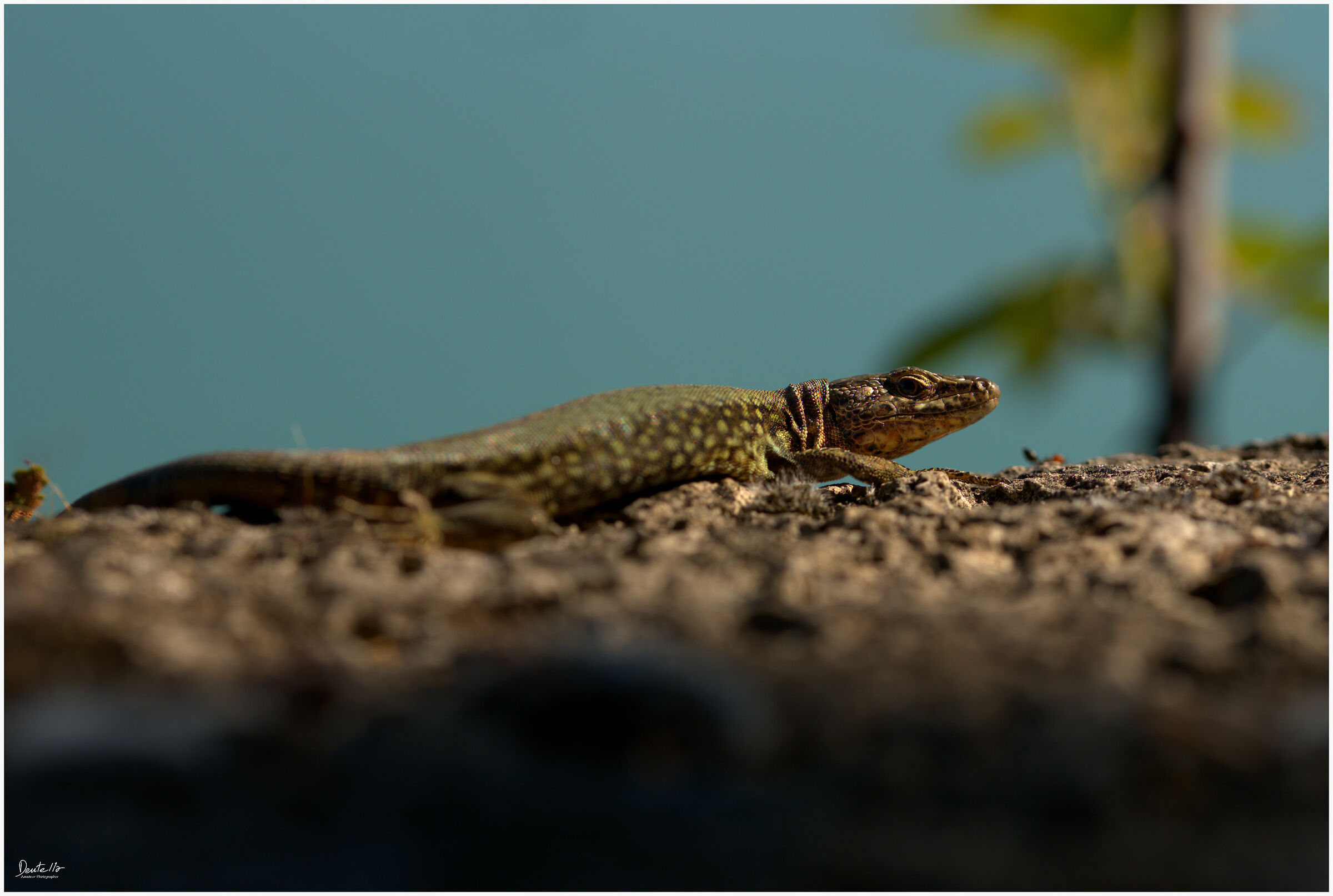 Lizard at the lake...