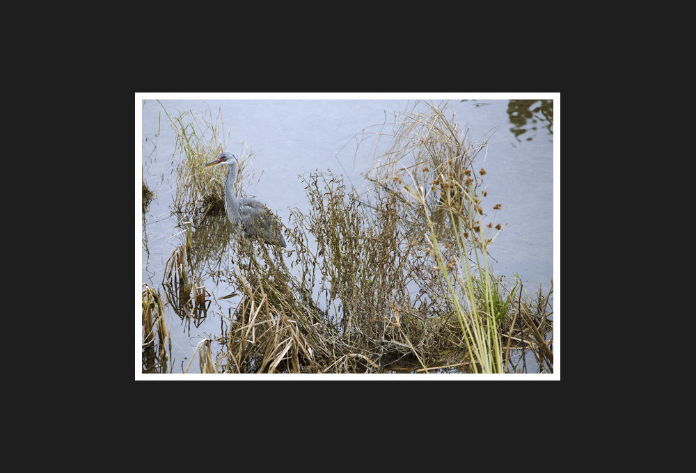 airone cenerino, 2016