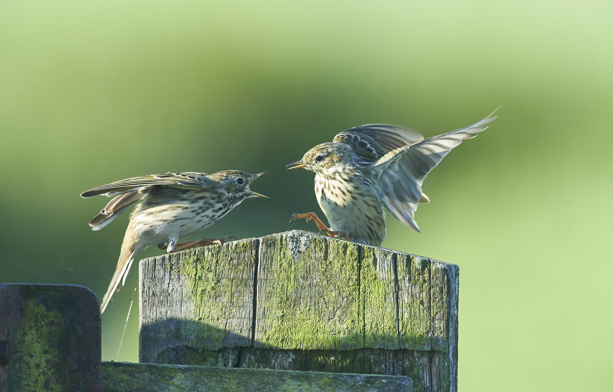 Meadow Pipits