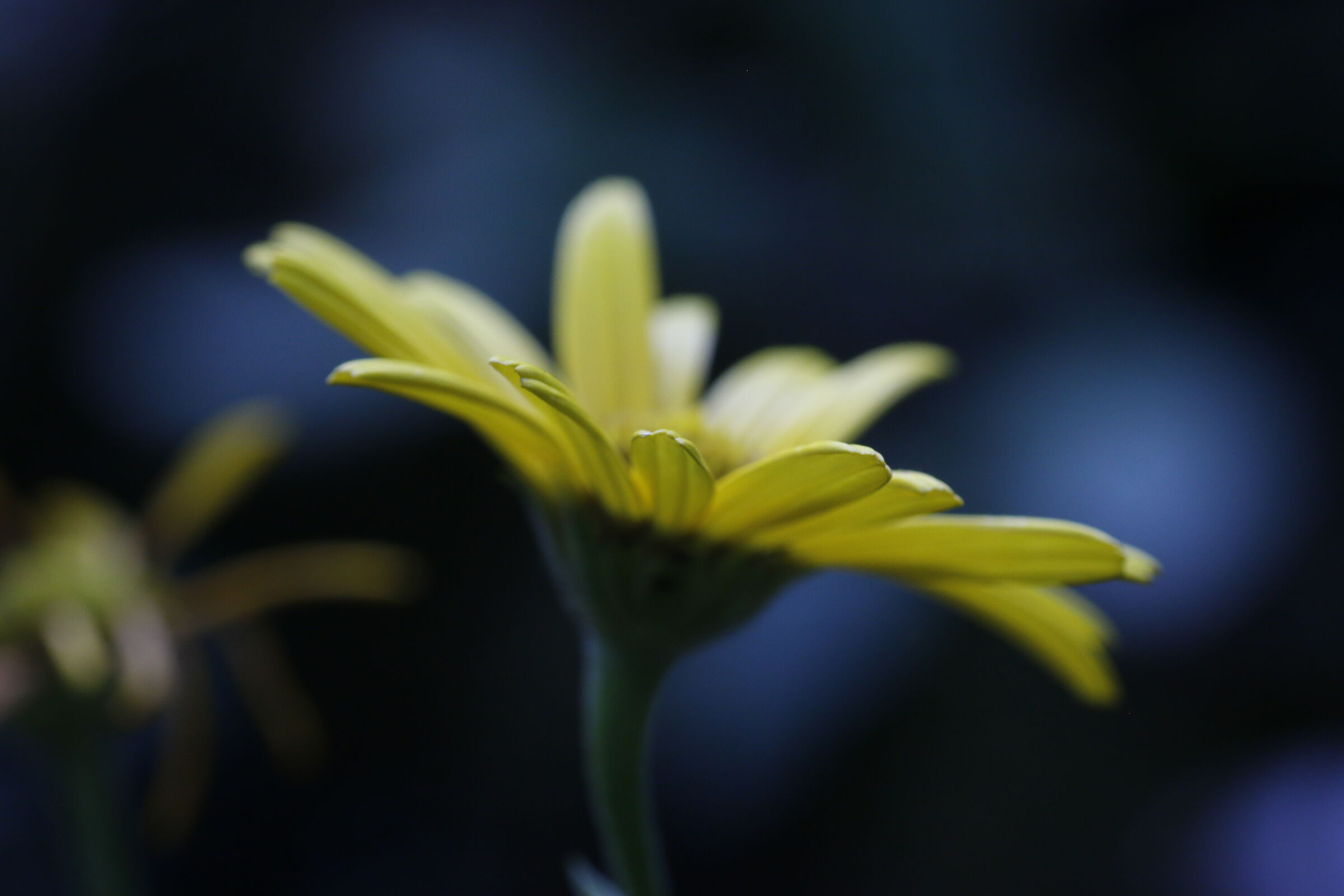 Yellow and blue