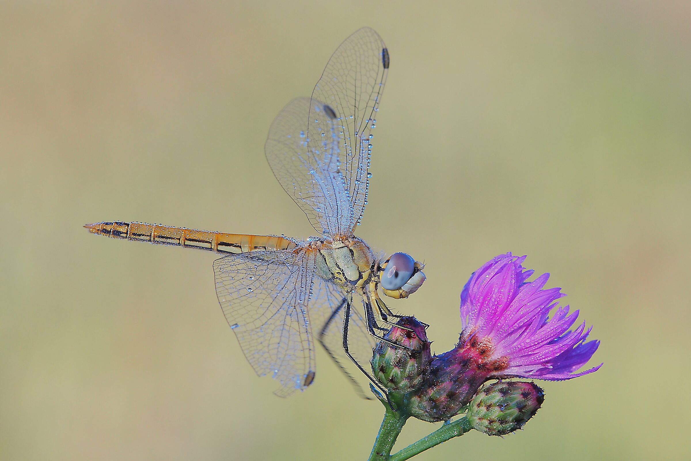 Sympetrum fonscolombii
