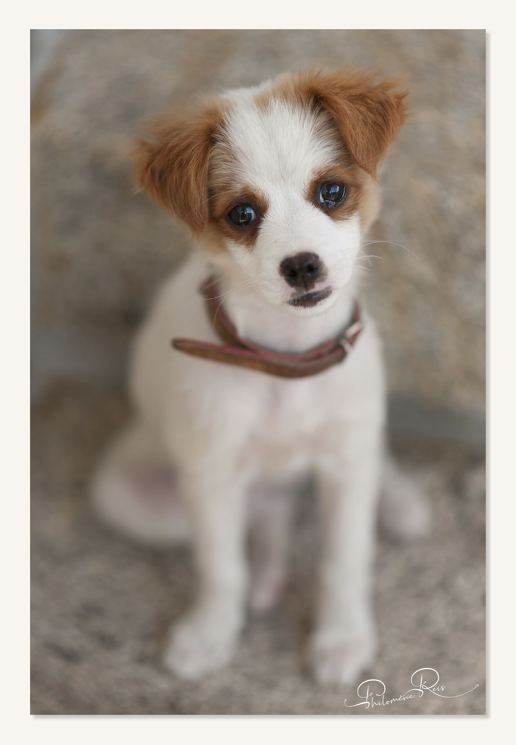 "Lynette" - cucciolo portoghese