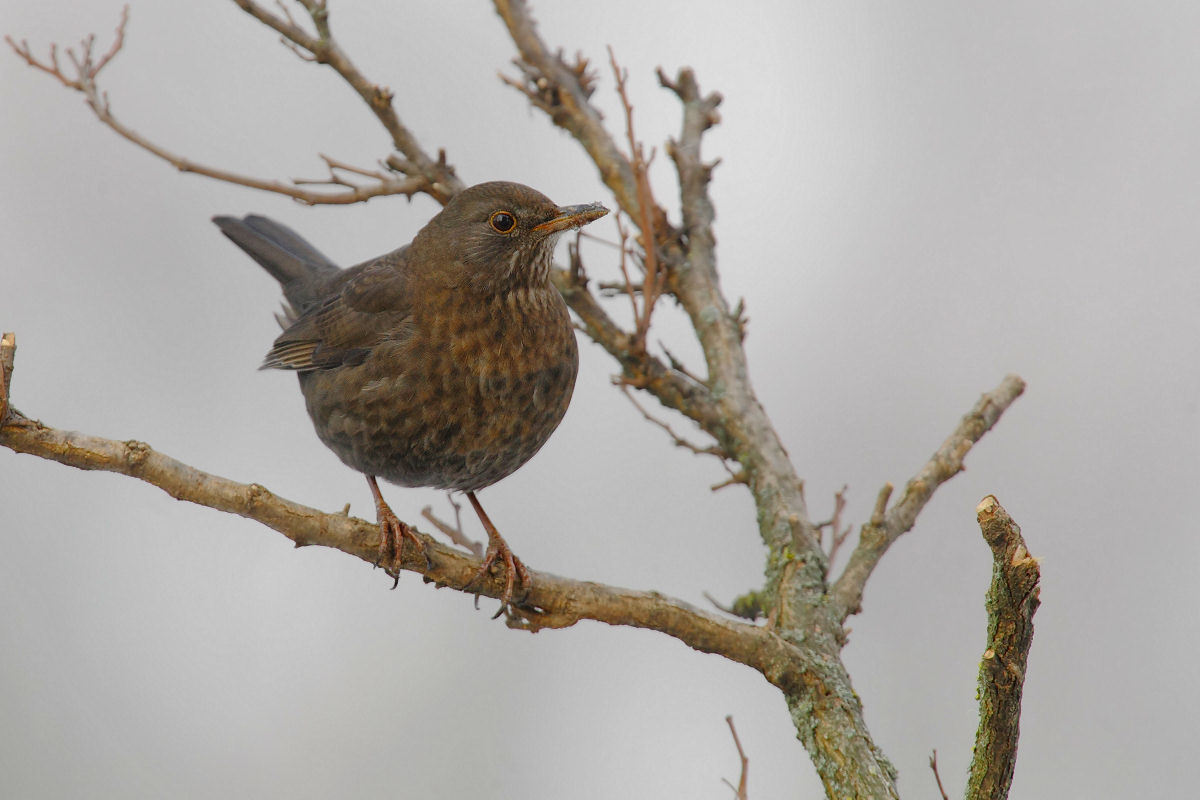 Female blackbird