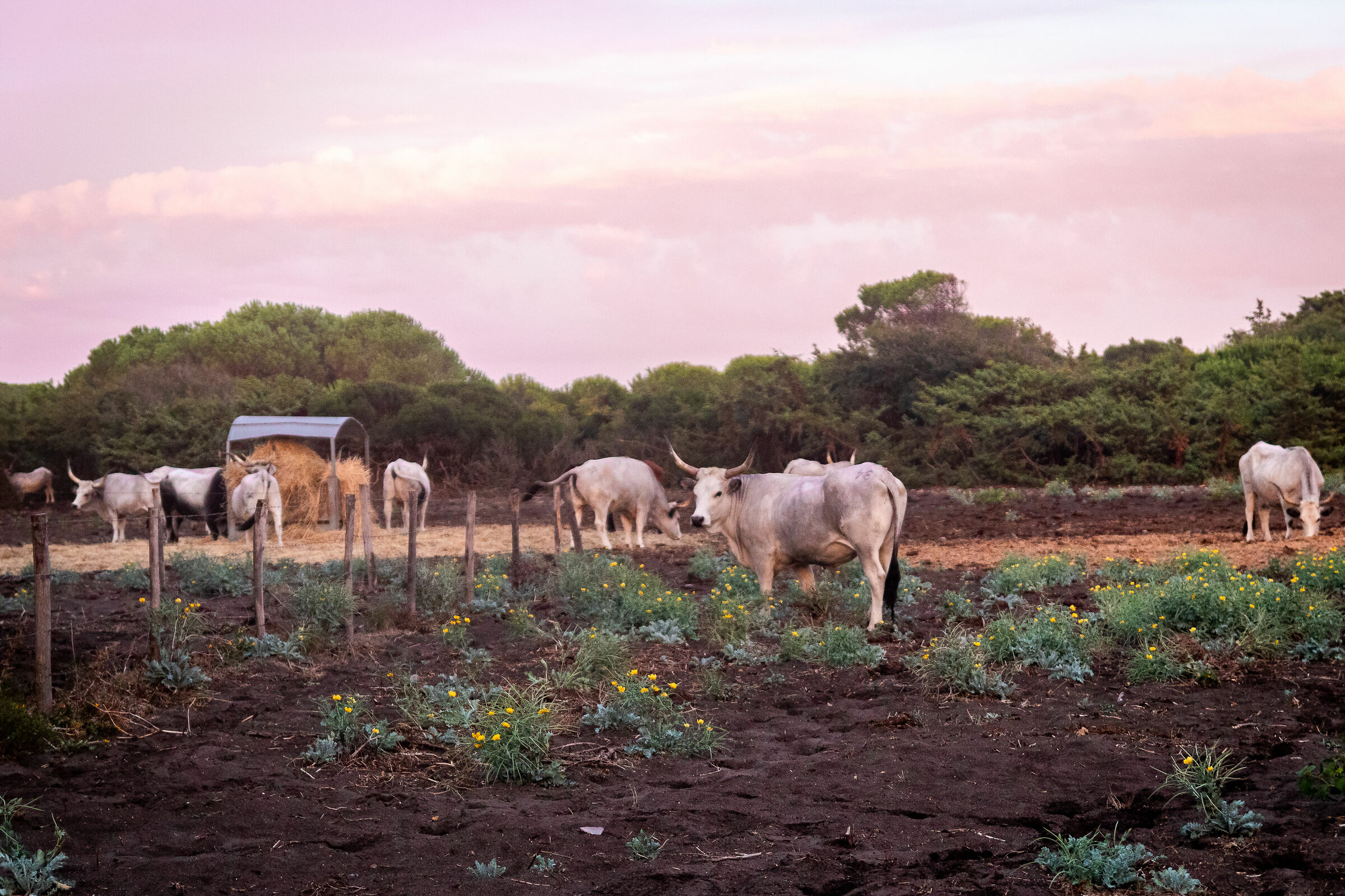 Macchiaiolo experience