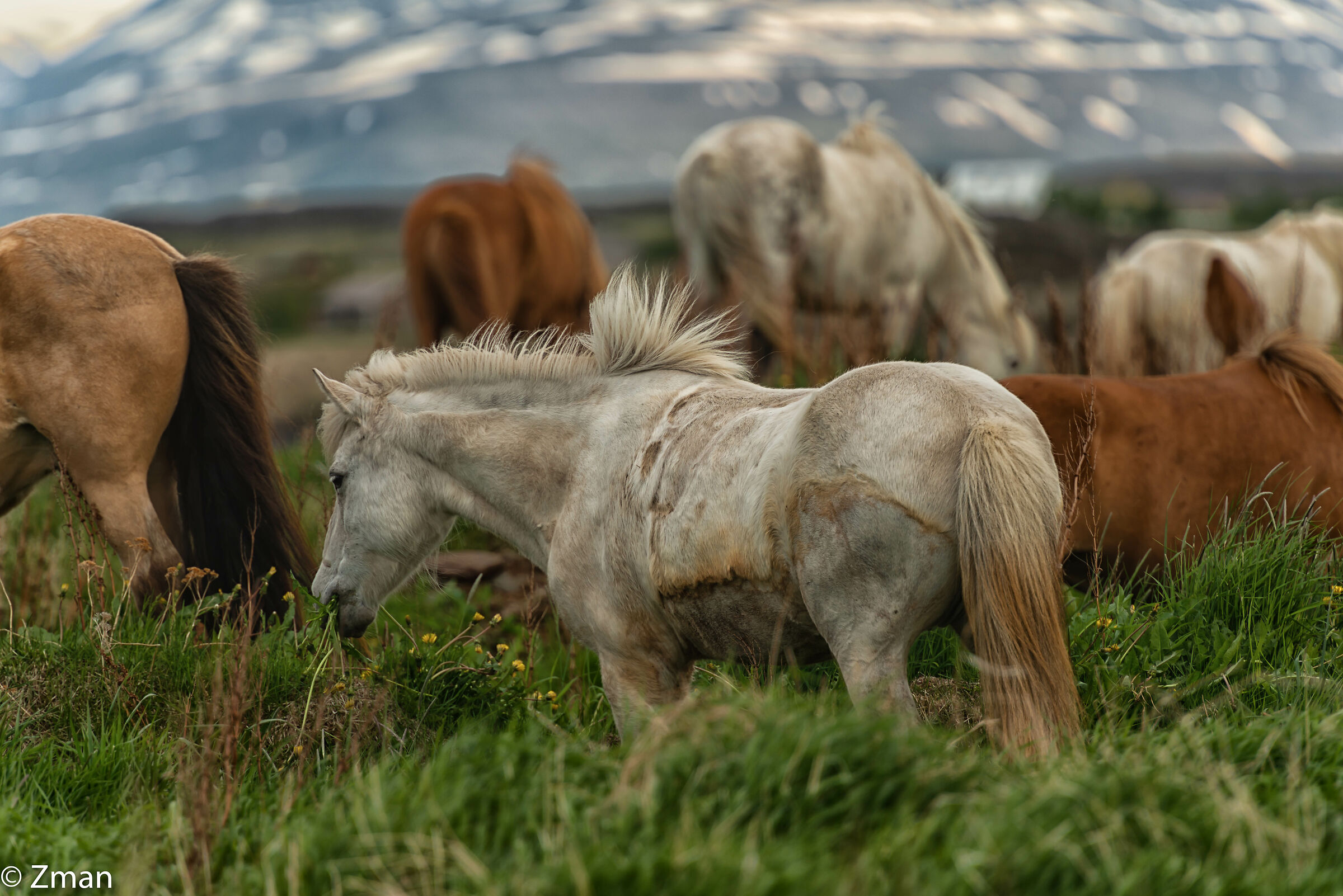 The Icelandic Horse