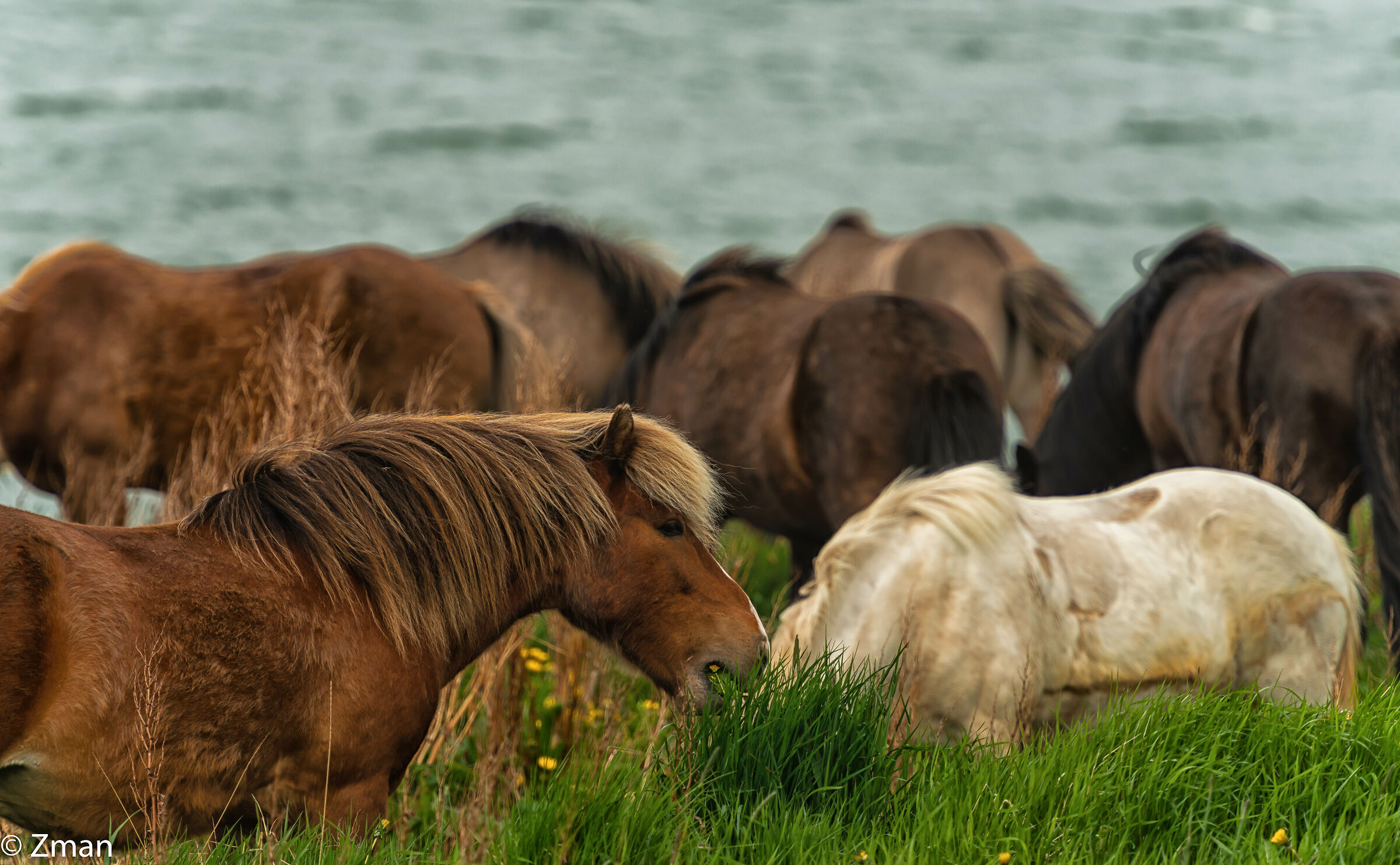 The Icelandic Horse
