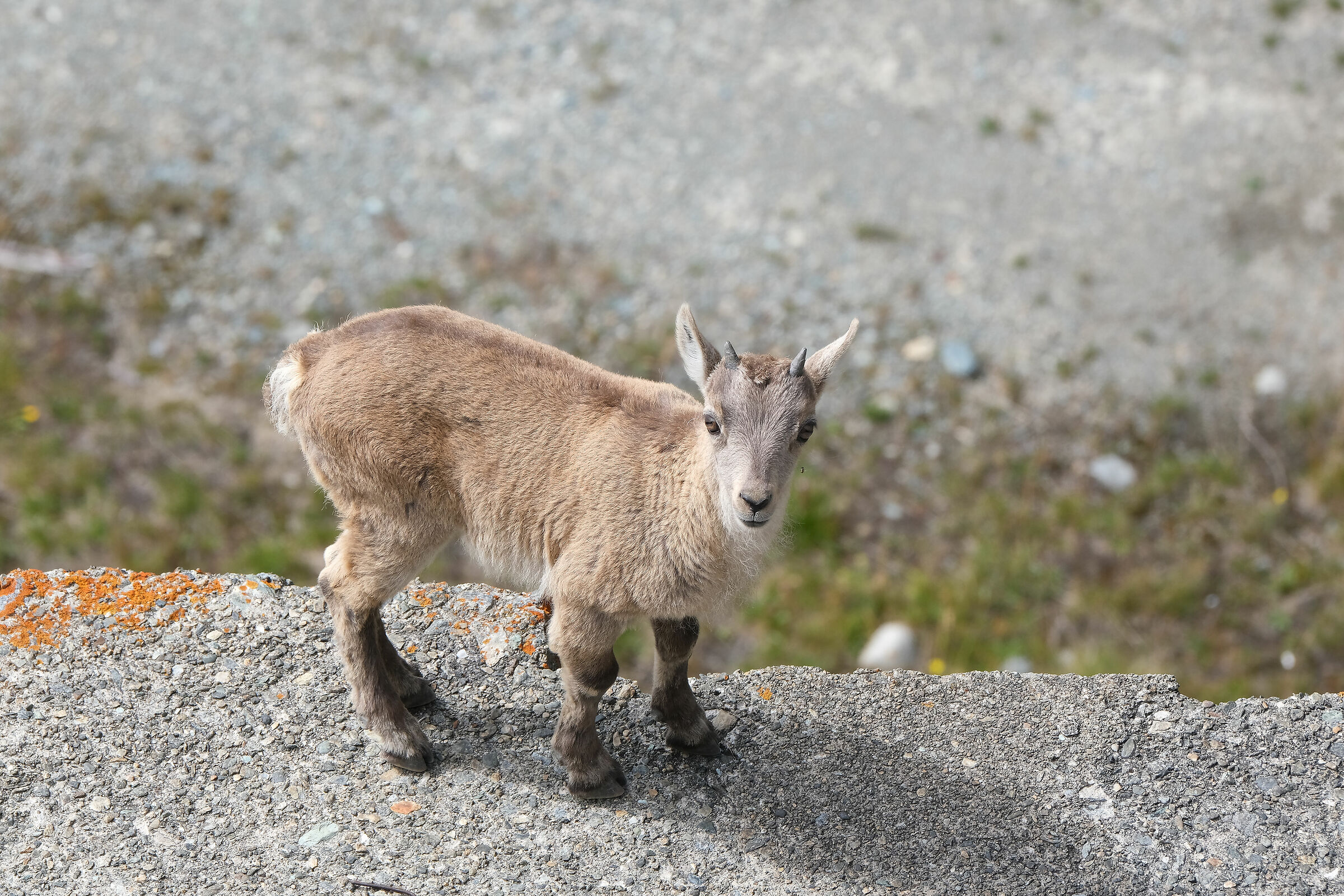small ibex
