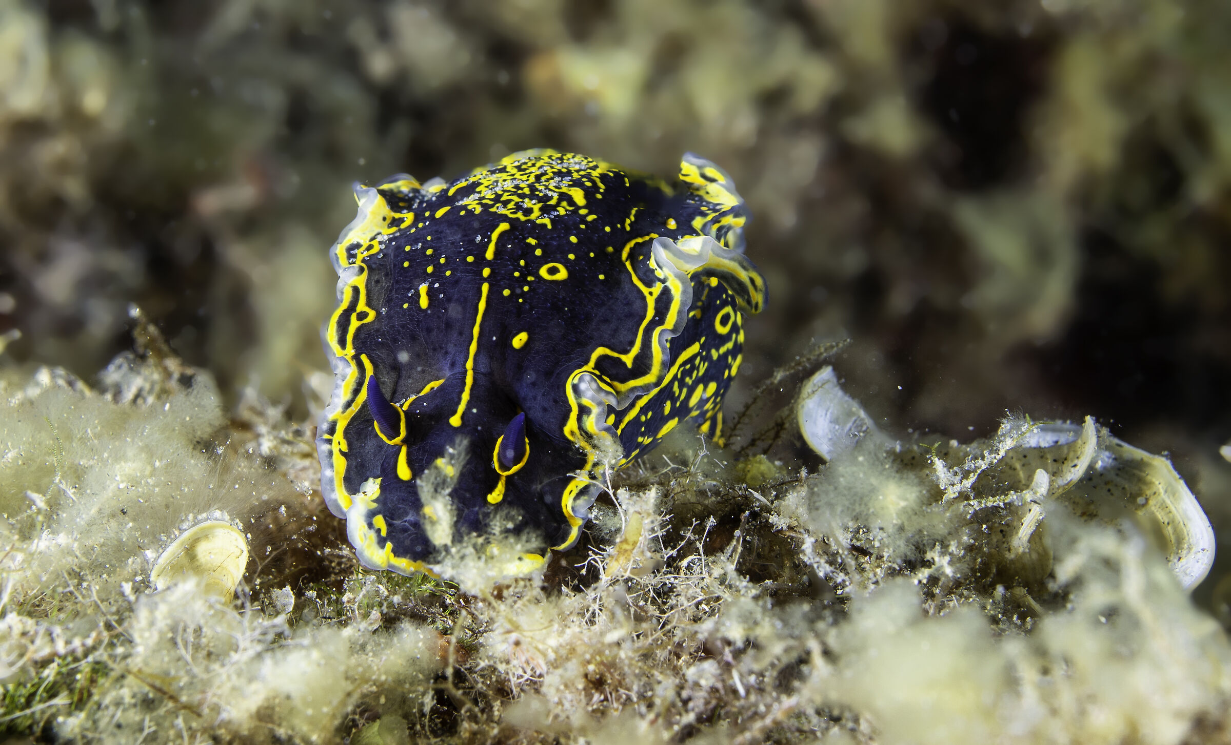 nudibranco