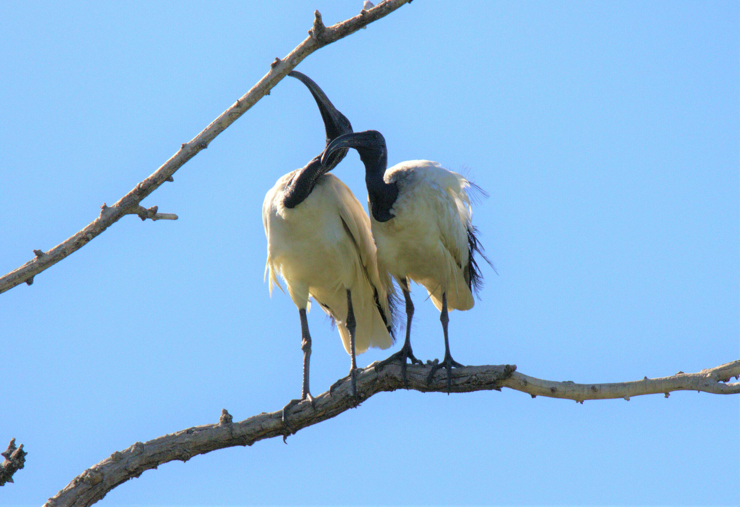 ibis evidence of understanding
